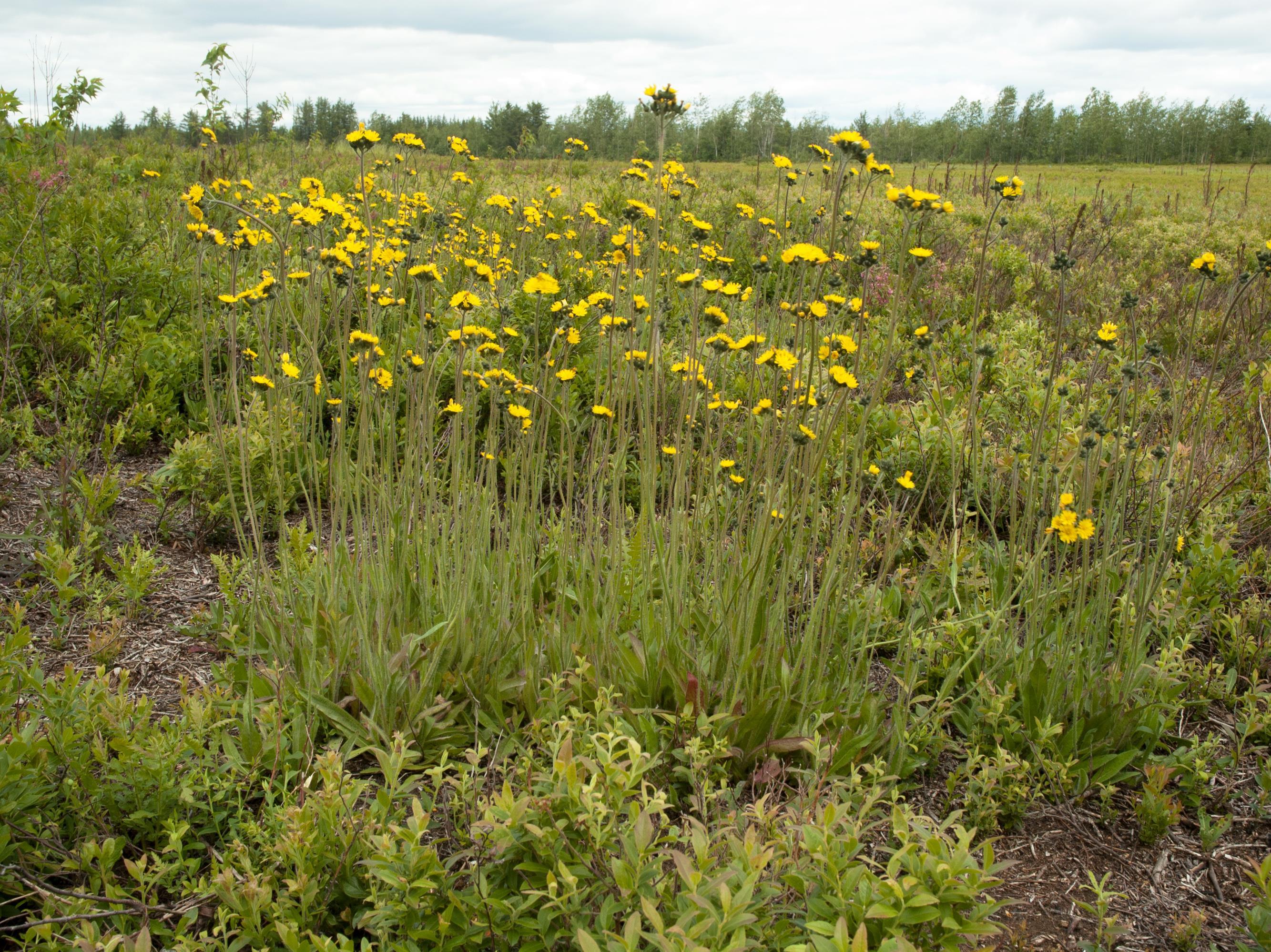 Épervière prés(Pilosella caespitosa)_2