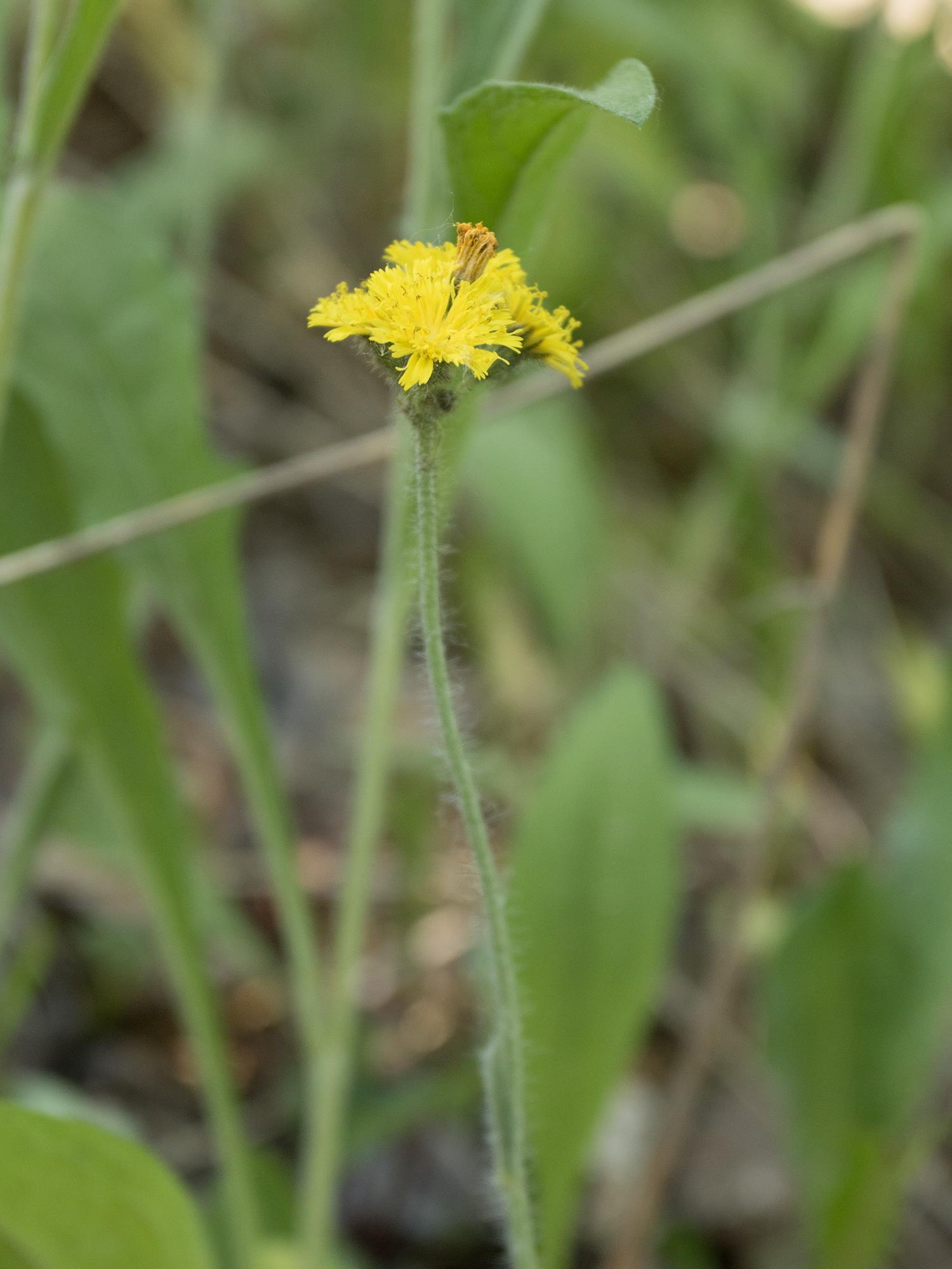 Épervière prés(Pilosella caespitosa)_5