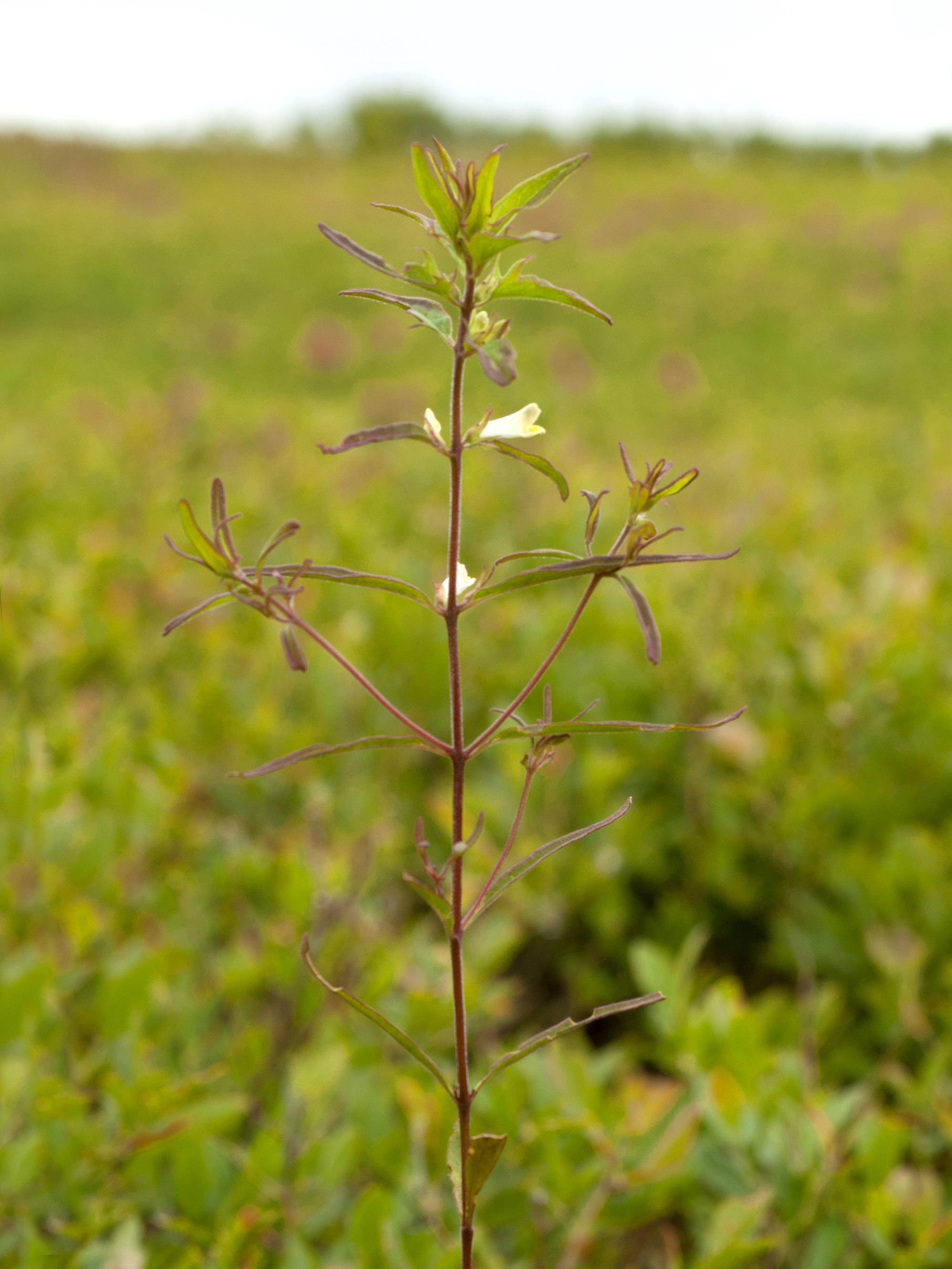 Mélampyre linéaire (Melampyrum lineare)_1
