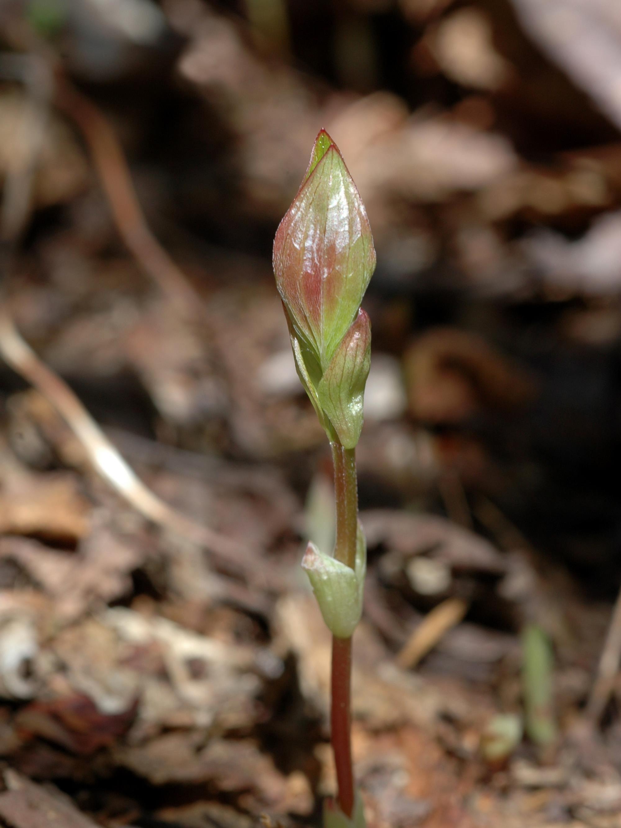Quatre temps (Cornus canadensis)_3