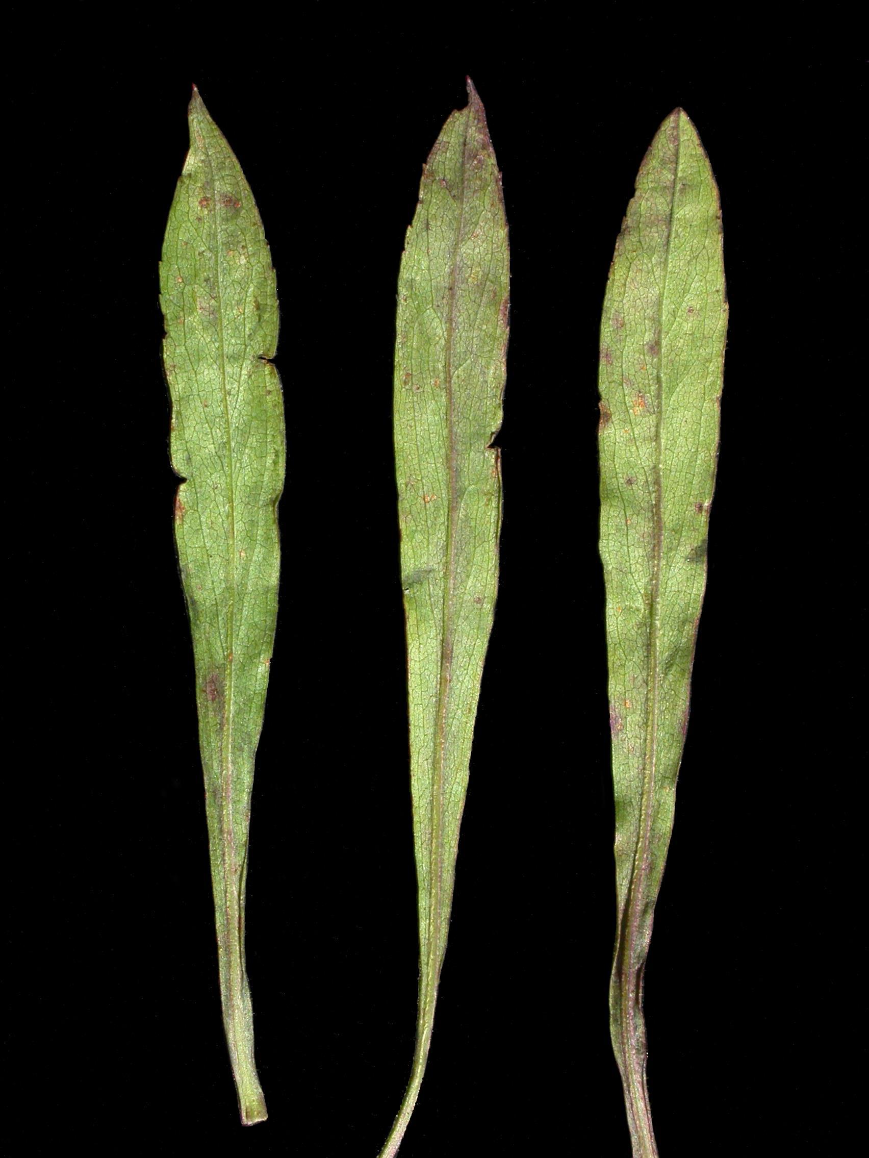 Verge d'or pubérulente(Solidago puberula)_3