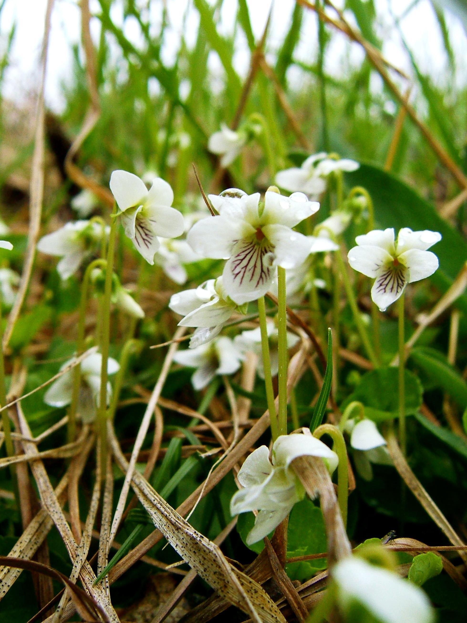 Violette Macloskey(Viola Macloskeyi)_1