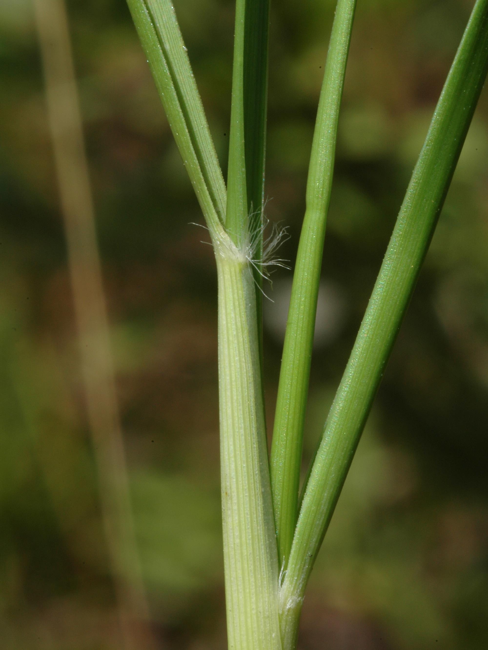Danthonie épi(Danthonia spicata)_5