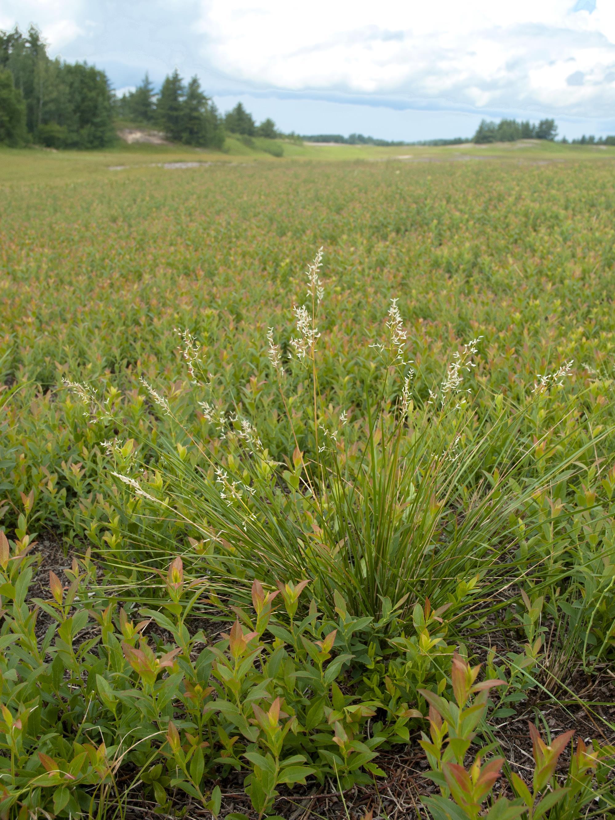 Oryzopsis piquant (Piptatheropsis pungens)_2