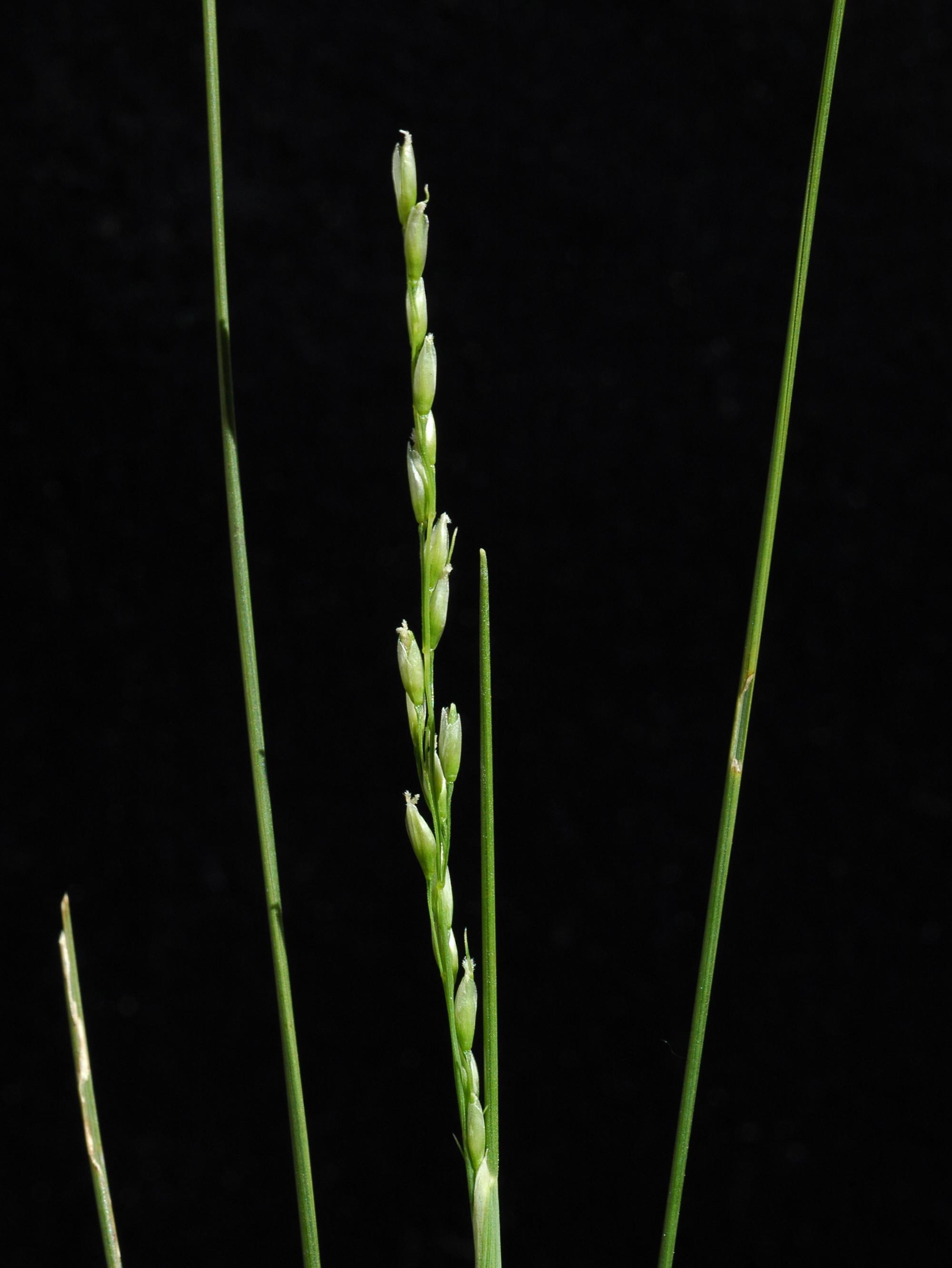 Oryzopsis piquant (Piptatheropsis pungens)_3