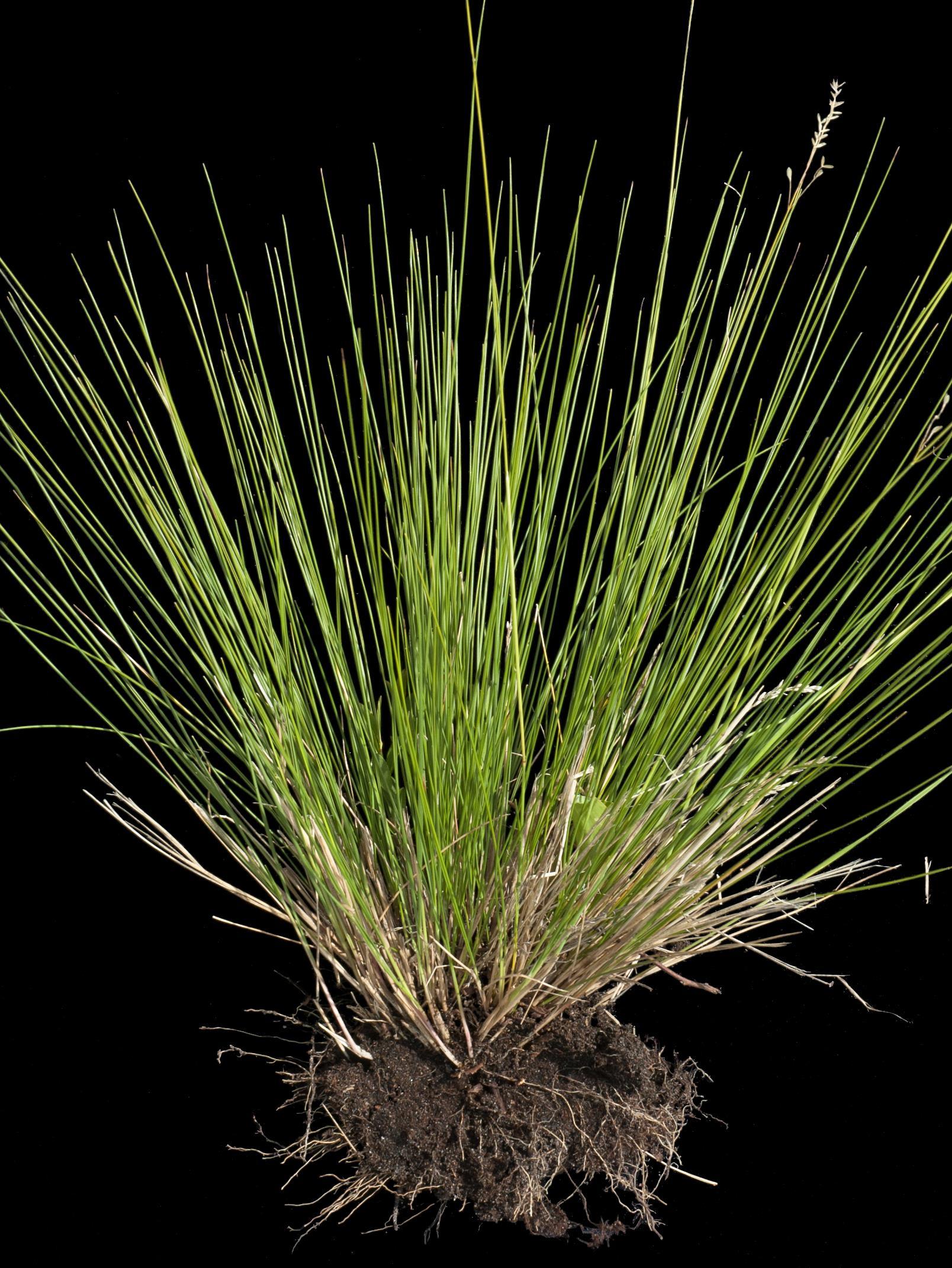 Oryzopsis piquant (Piptatheropsis pungens)_4