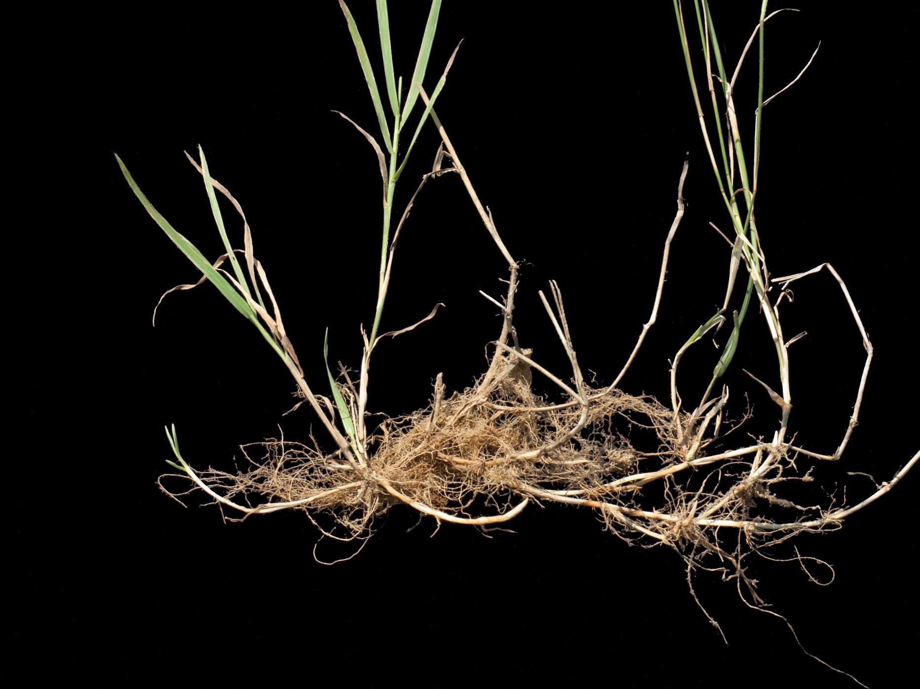 Pâturin comprimé (Poa compressa)_4