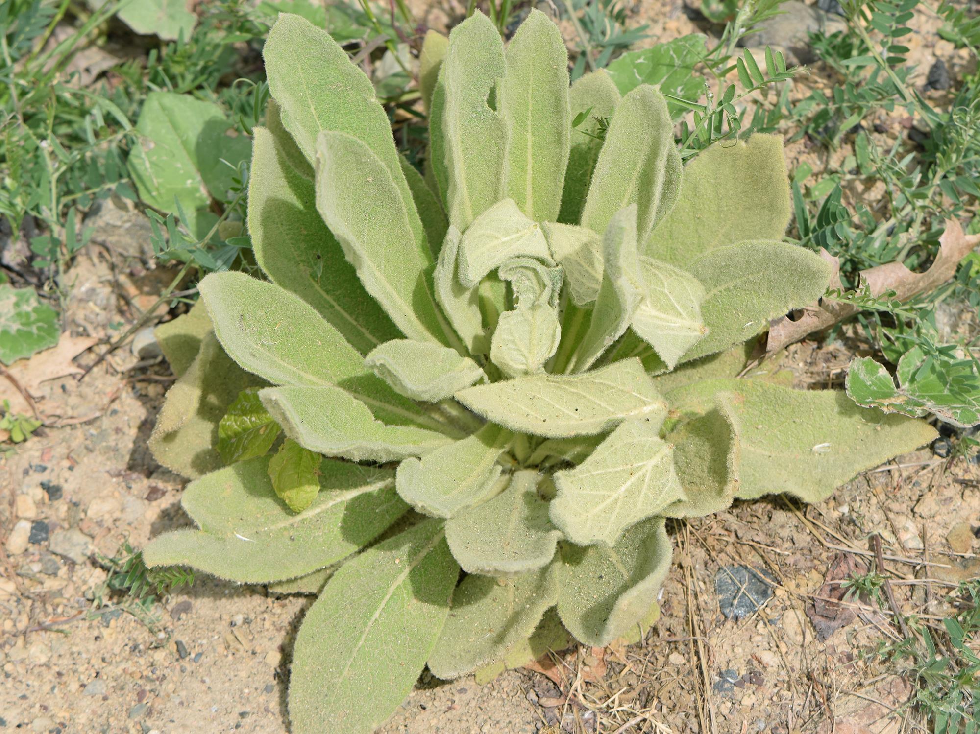 Grande molène (Verbascum thapsus)_11