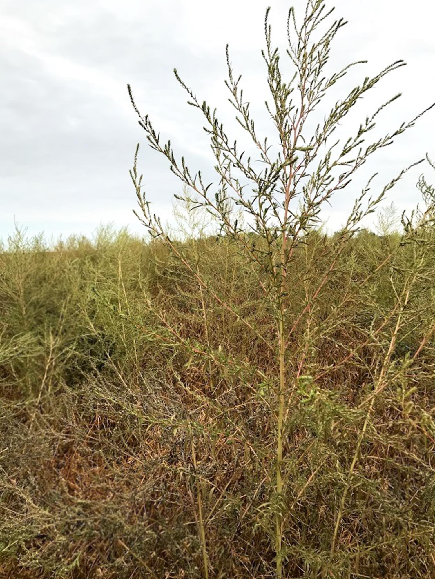Kochia balais (Bassia scoparia)_11