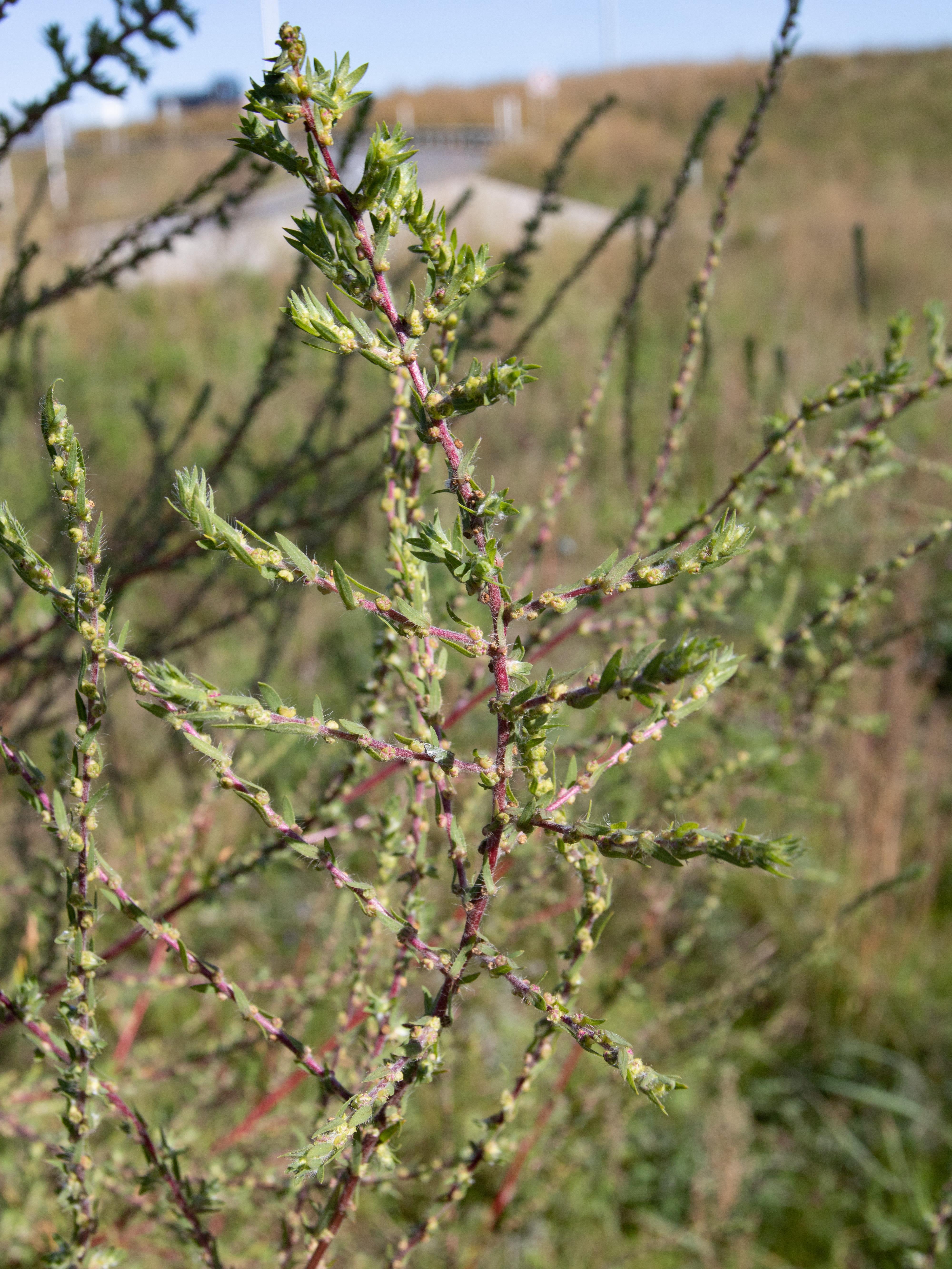 Kochia balais (Bassia scoparia)_16