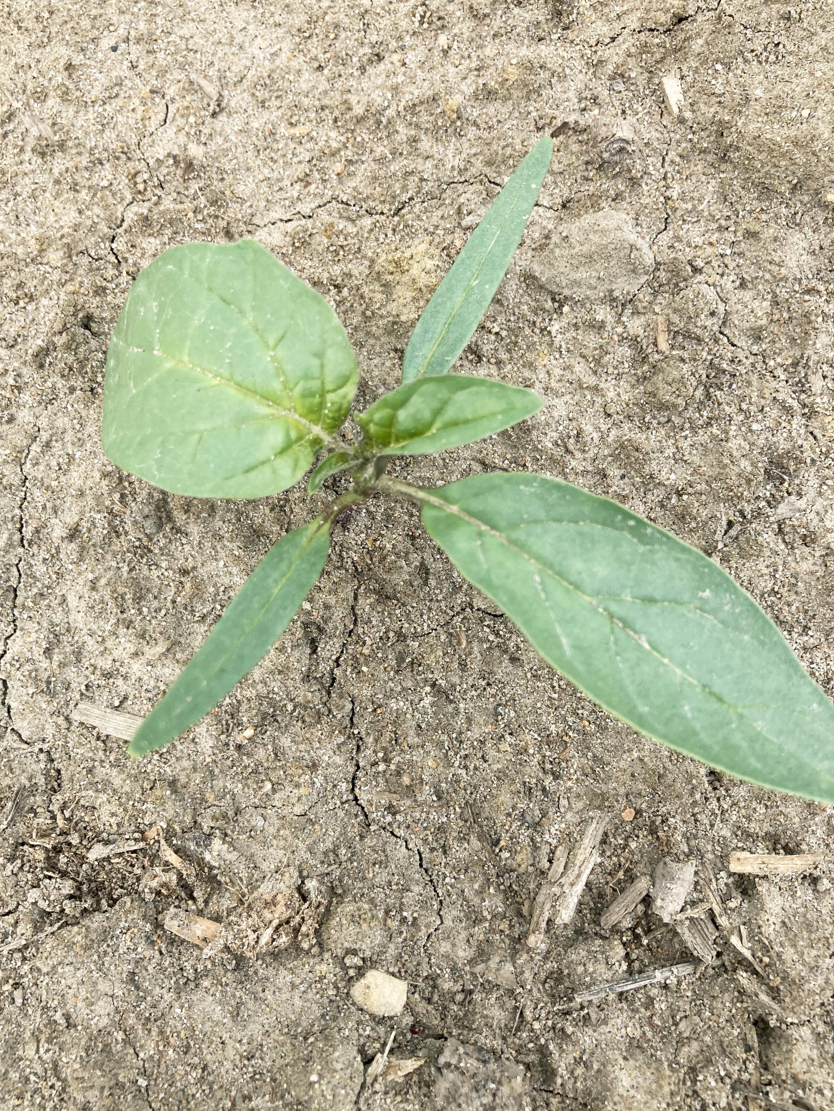 Stramoine commune(Datura stramonium)_4