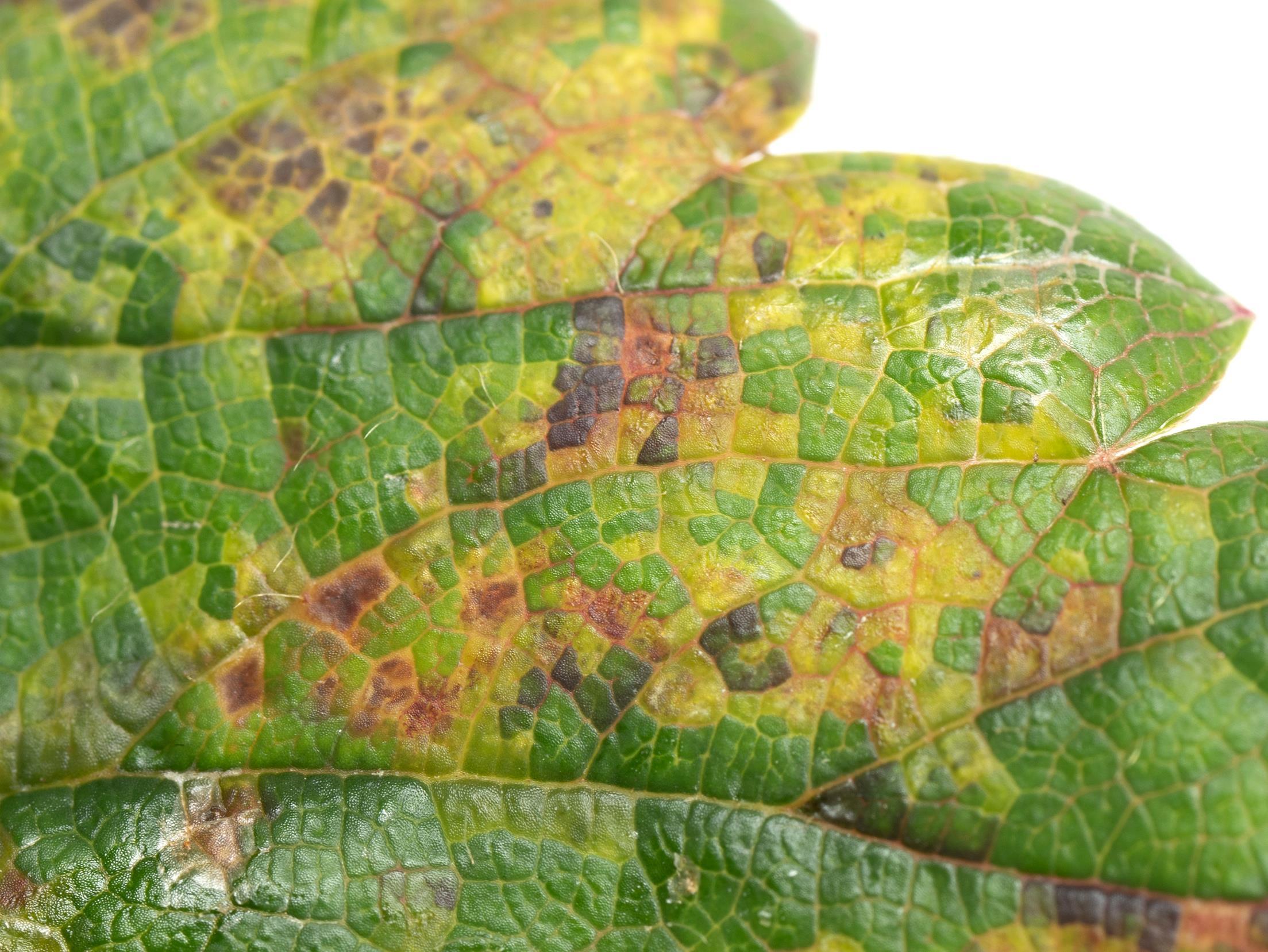 Fraise - Tache angulaire (Xanthomonas fragariae)