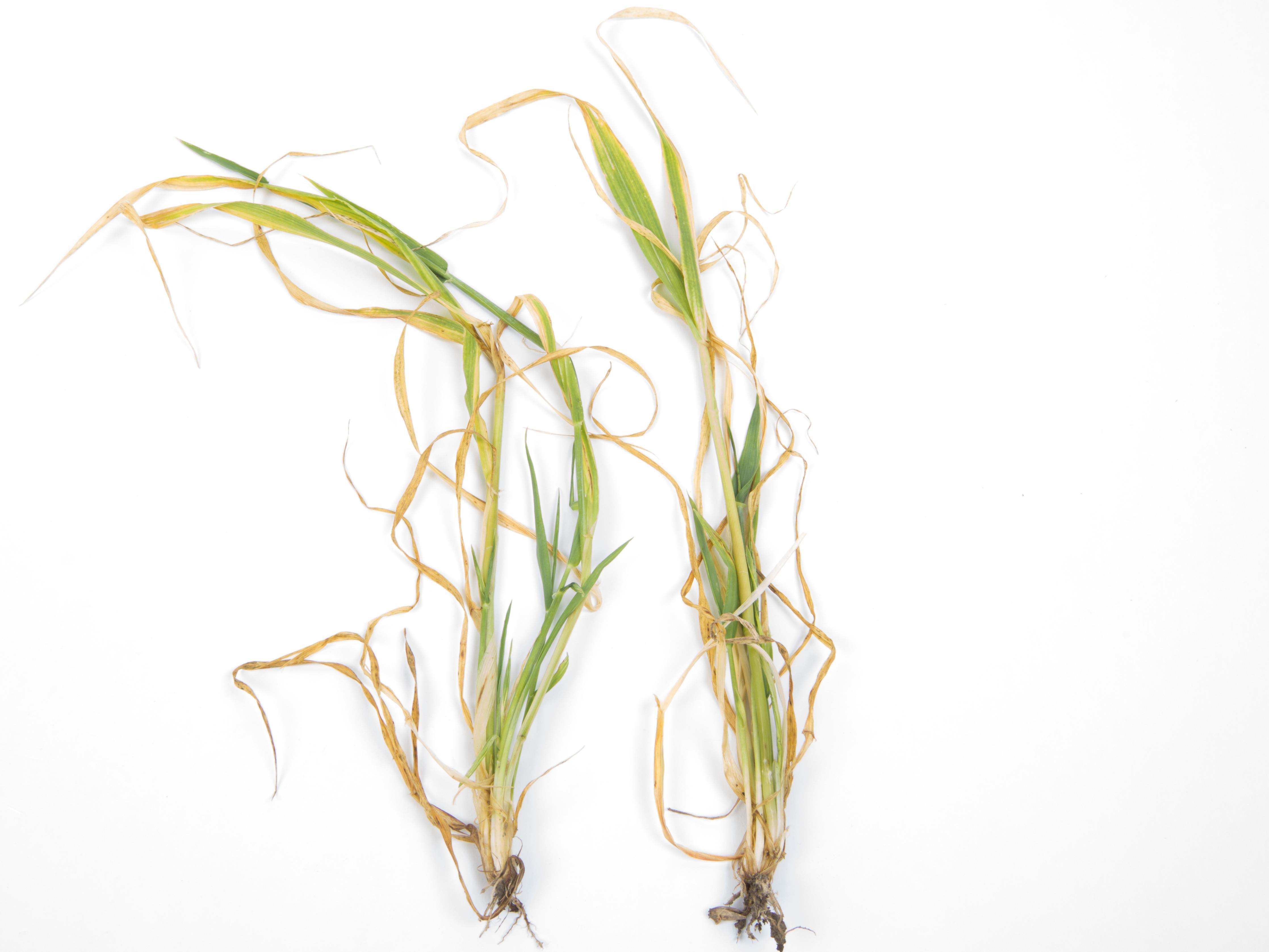 Orge - glyphosate (9)_5