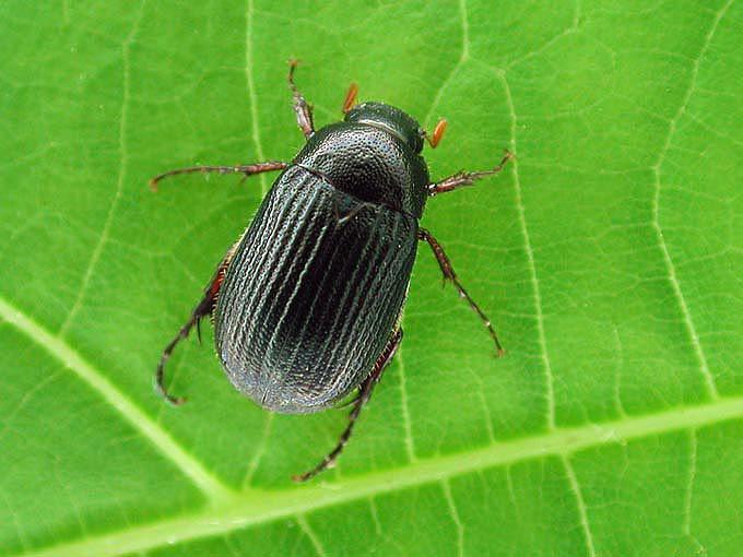 Serica tristis_1