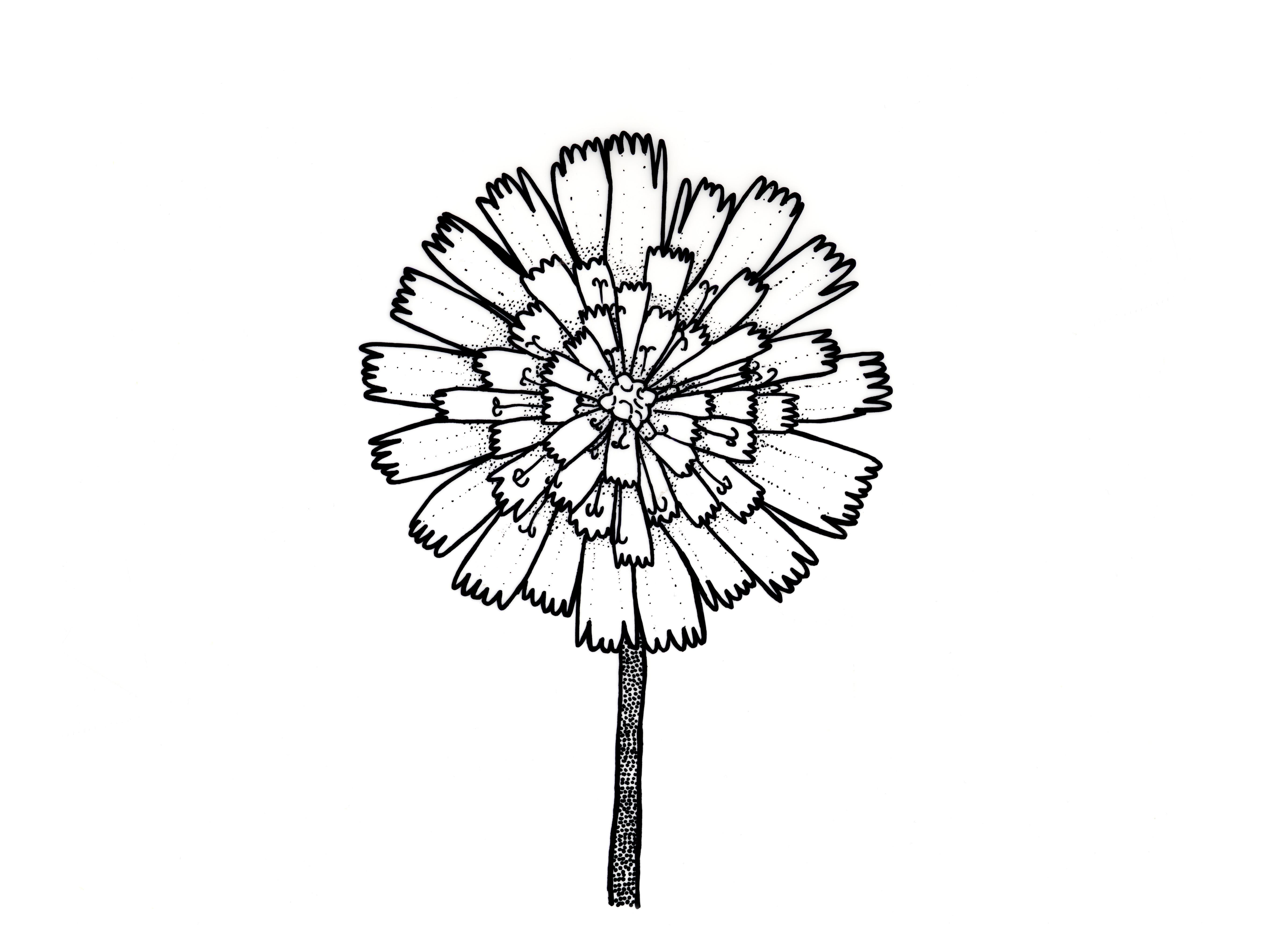 Identification_FleurComposée