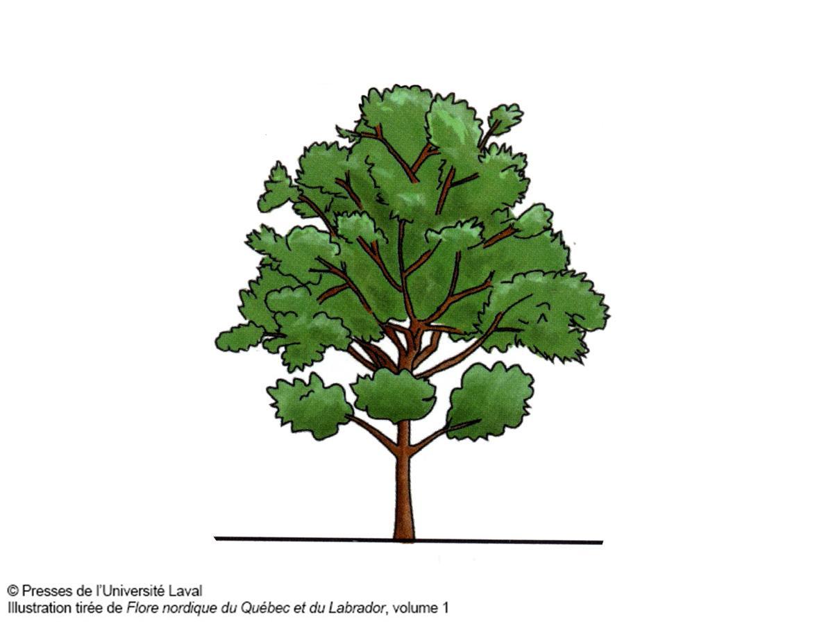 Identification_Arbrisseau