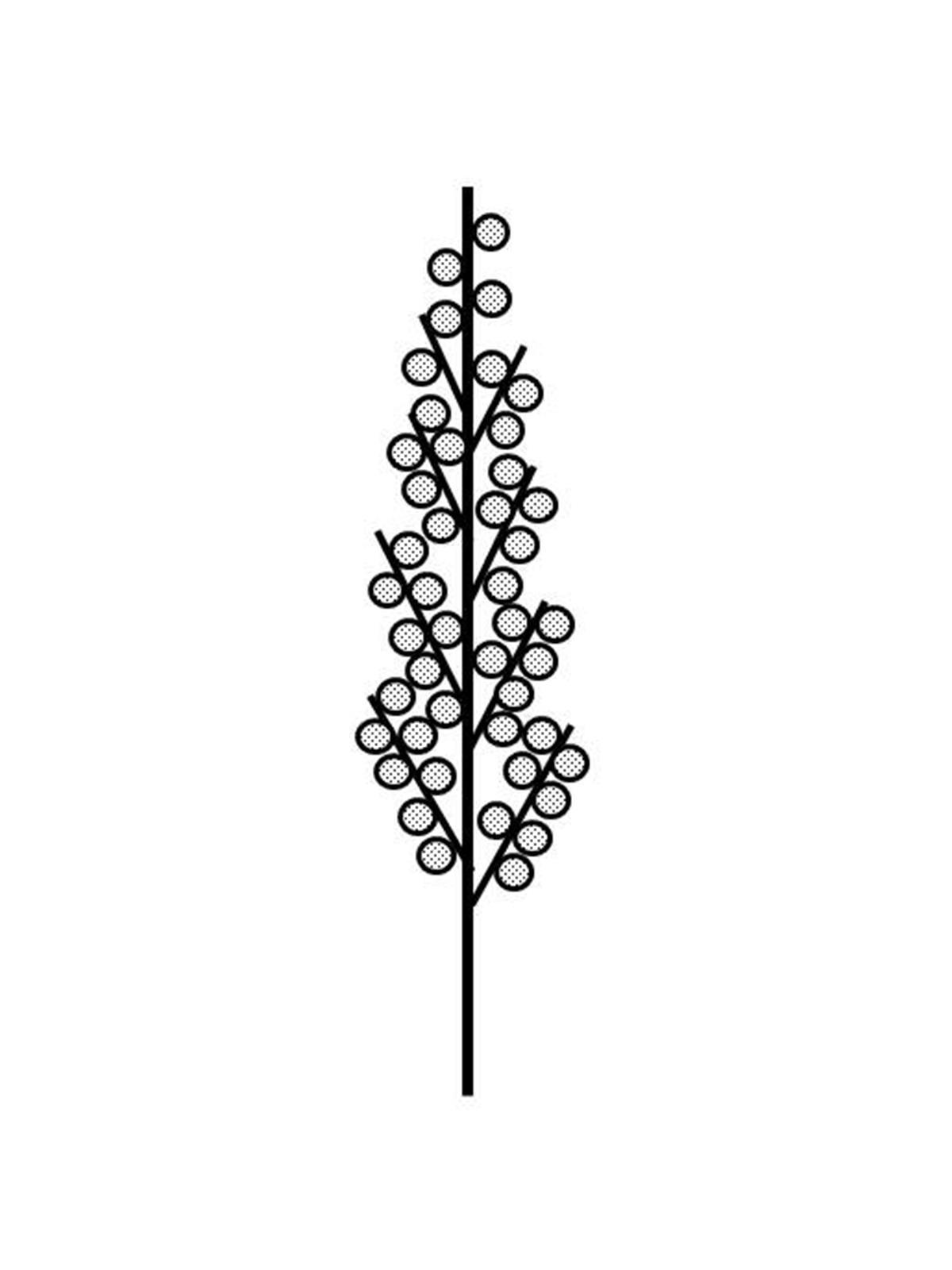 Identification_InflPanicule