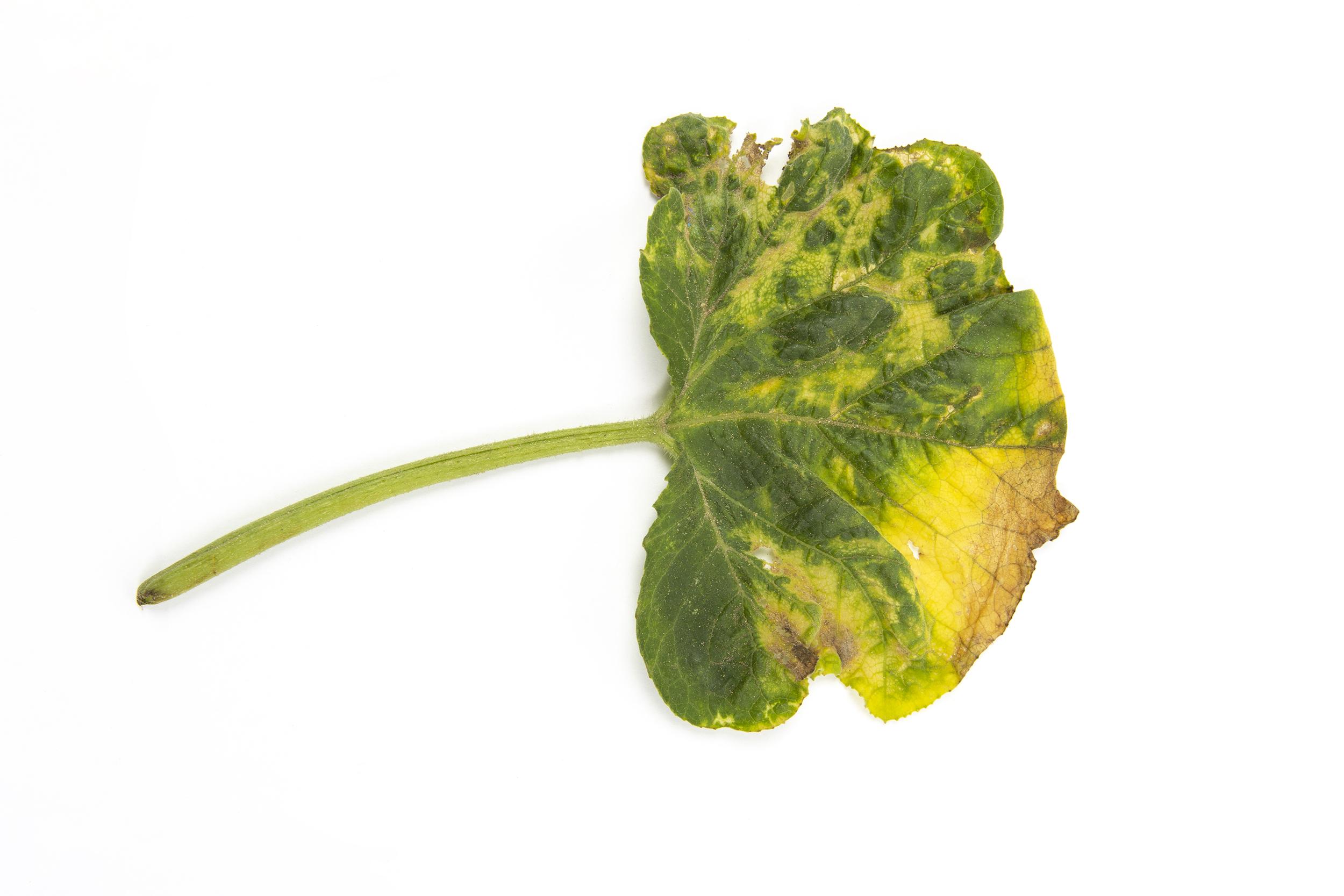 Courges - atrazine (5)_5