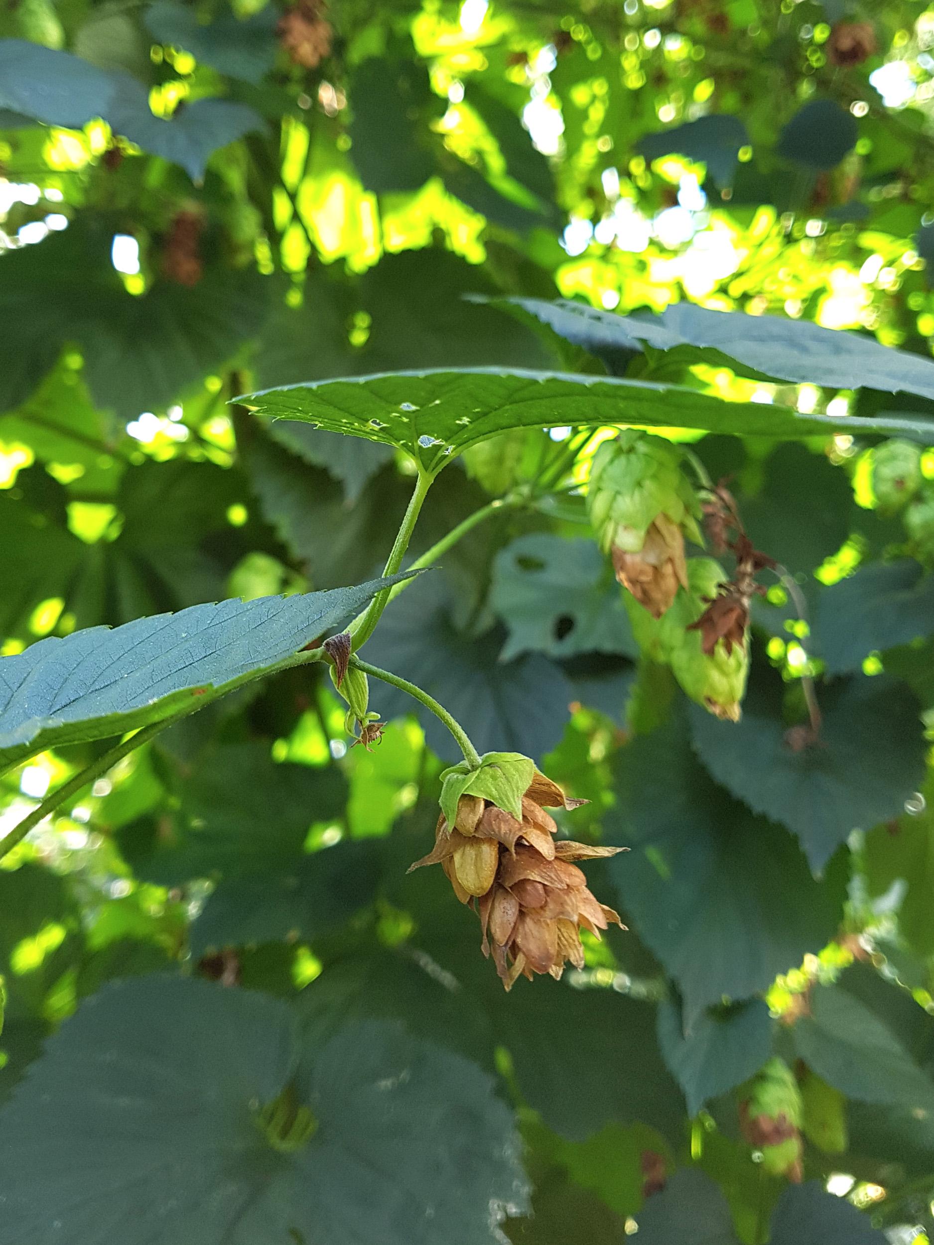 Houblon - Brûlure à halo (Diaporthe humulicola)_4