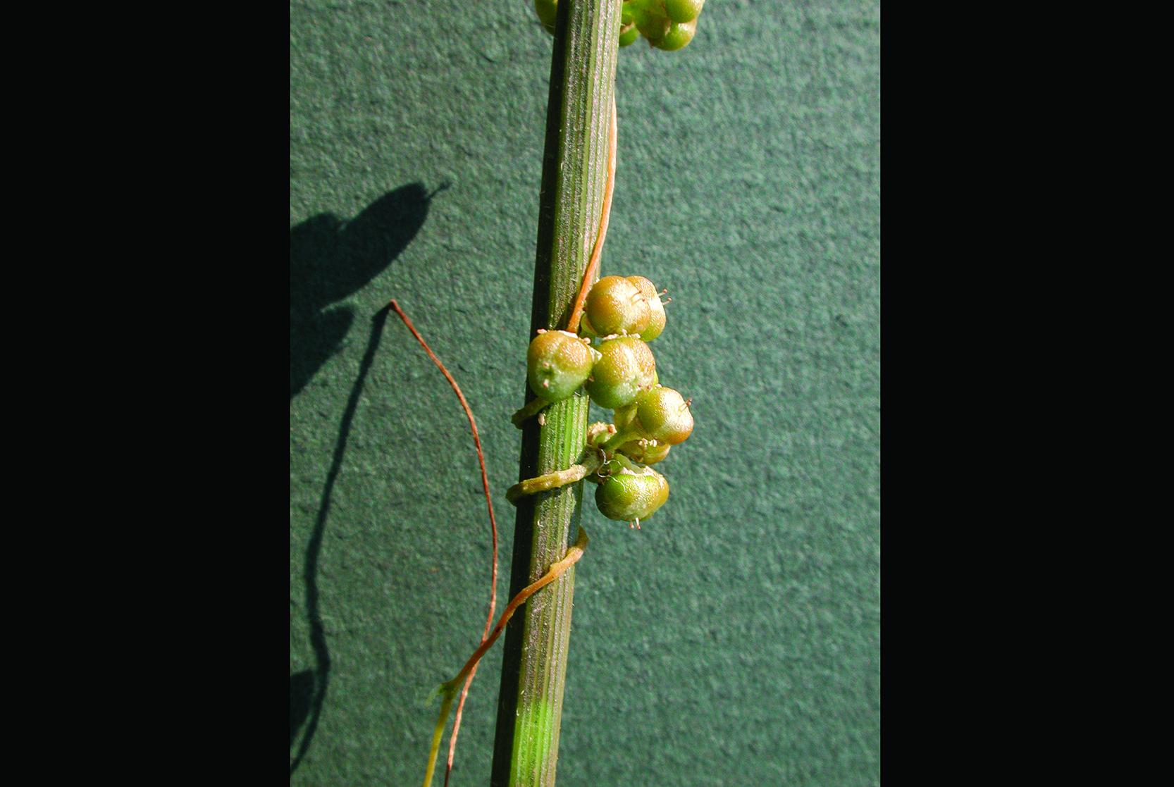 Cuscutes(Cuscuta)_4