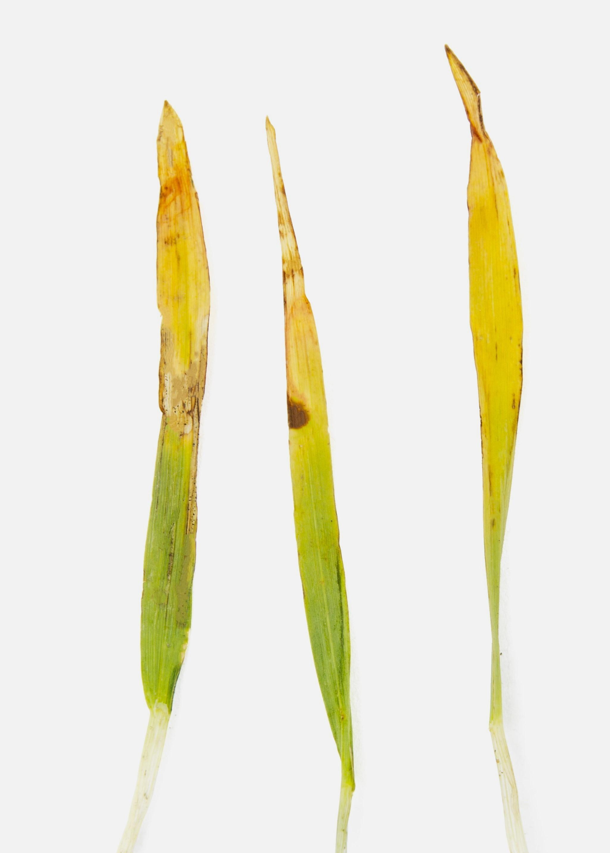 Orge - fomésafène (14)_2