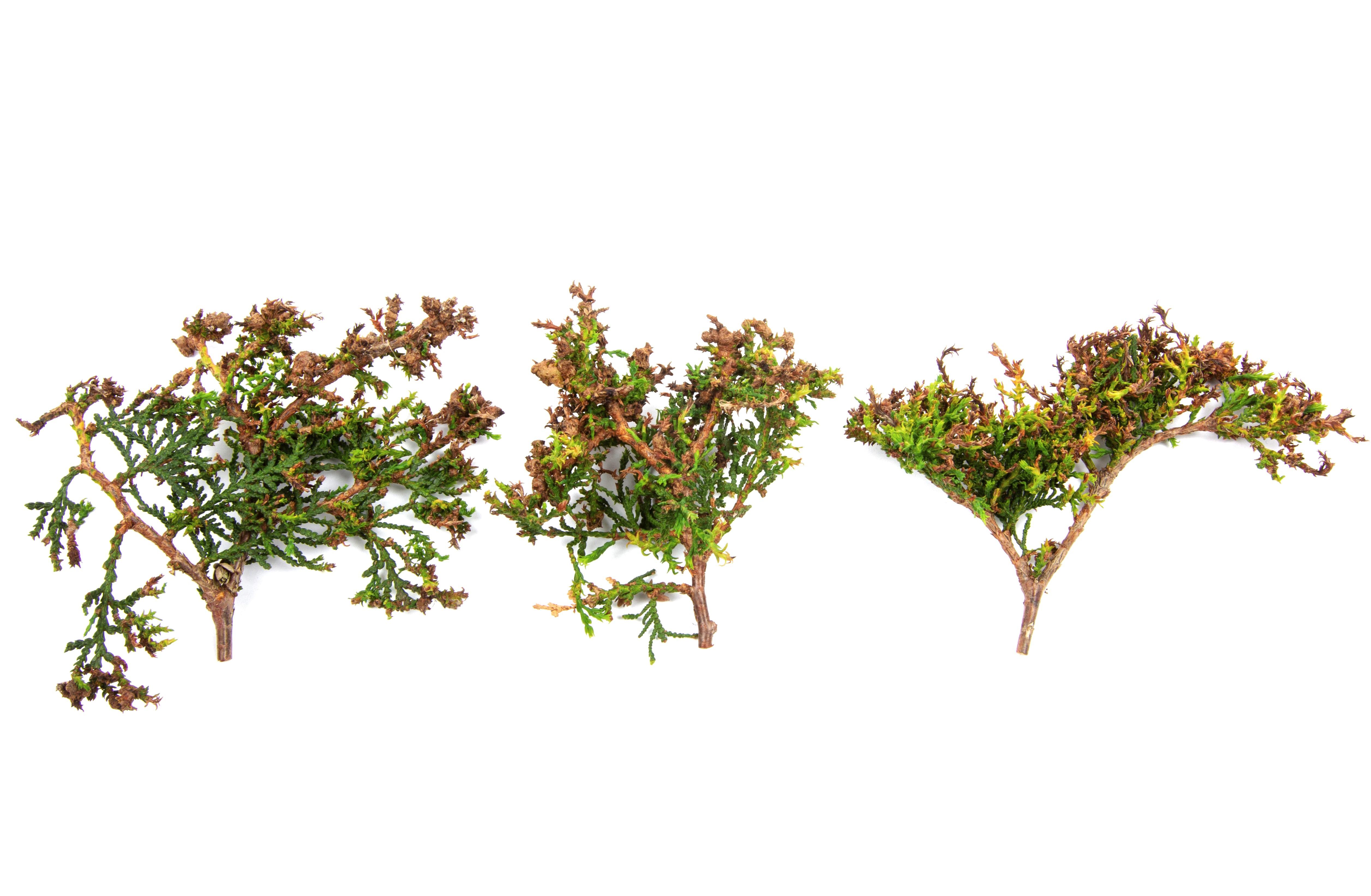 Feuilles de thuya avec jaunissements, brûlures et déformations