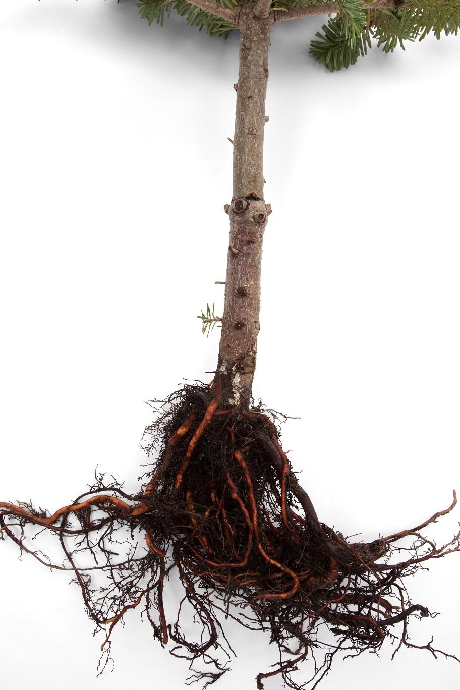 Sapins_pourriture des racines (Phytophthora abietivora)
