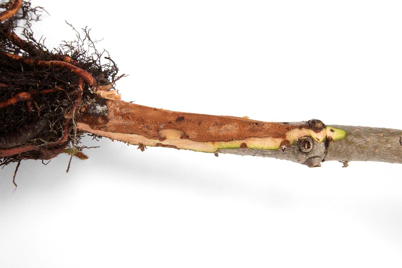 Sapins_pourriture des racines (Phytophthora abietivora)