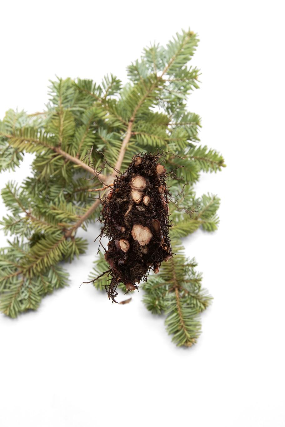 Sapins_pourriture des racines (Phytophthora abietivora)