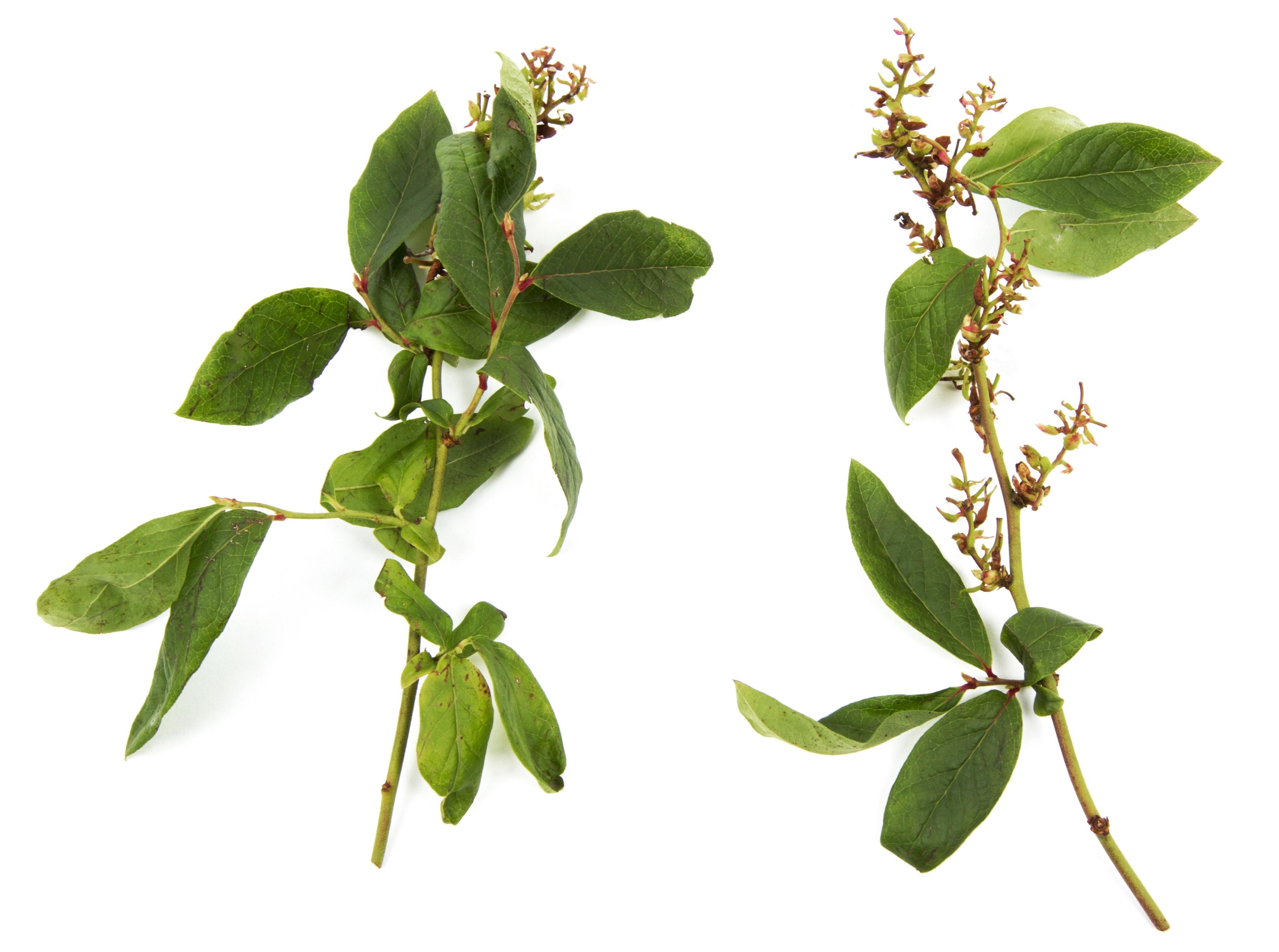 Bleuet en corymbe - dicamba (4)_3