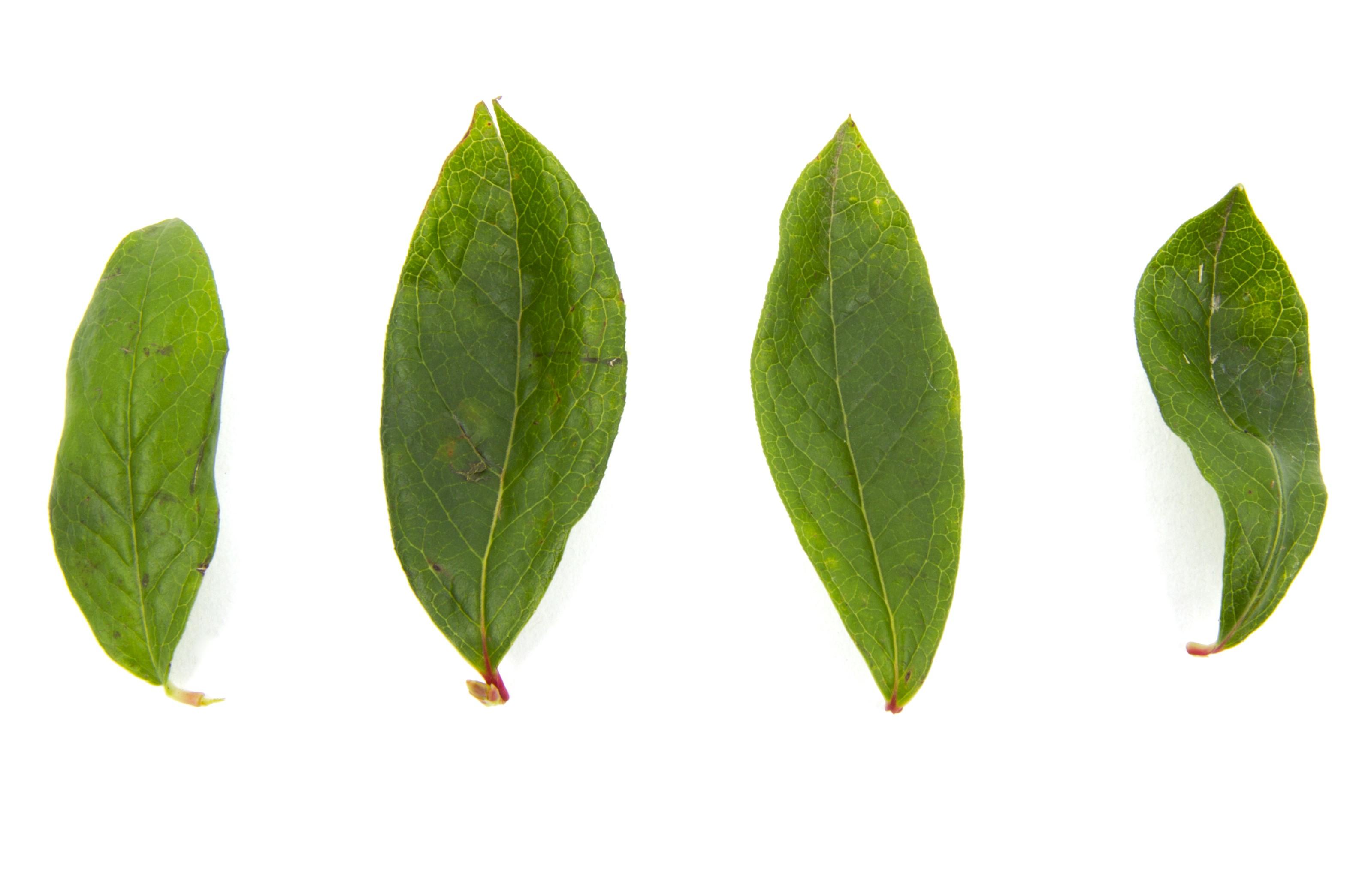 Bleuet en corymbe - dicamba (4)_4
