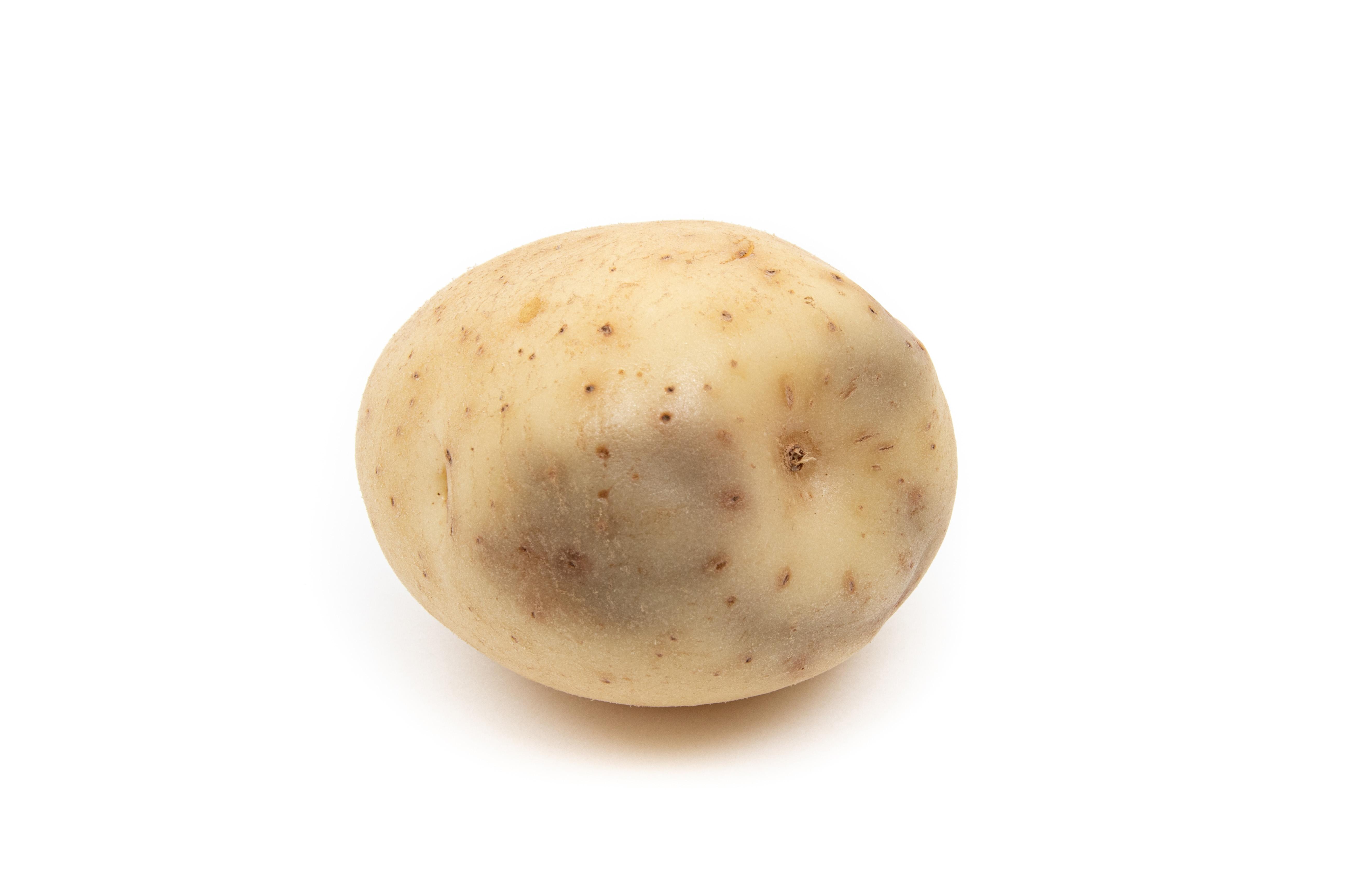Pomme de terre - Verticilliose (Verticillium dahliae)
