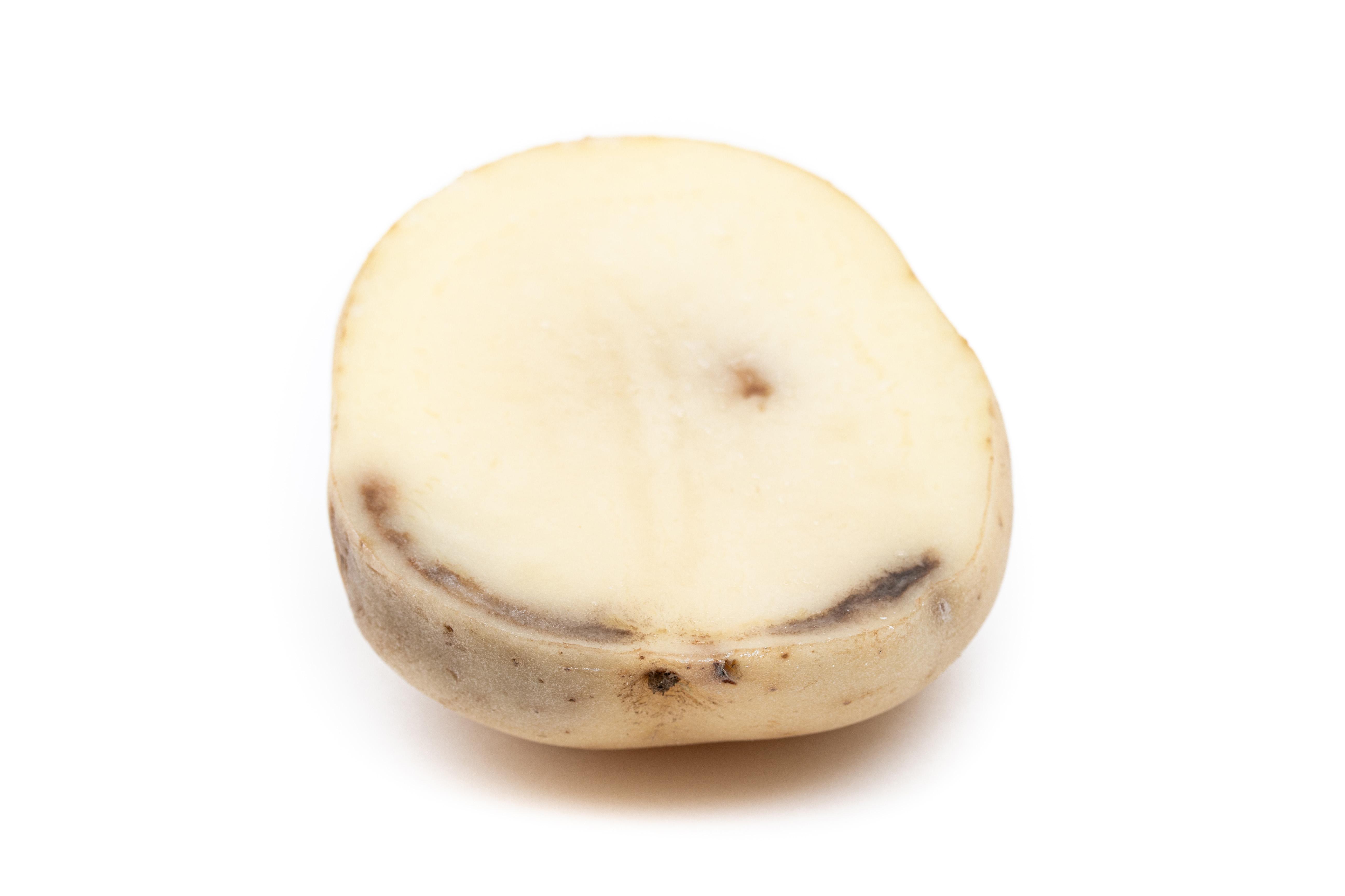Pomme de terre - Verticilliose (Verticillium dahliae)
