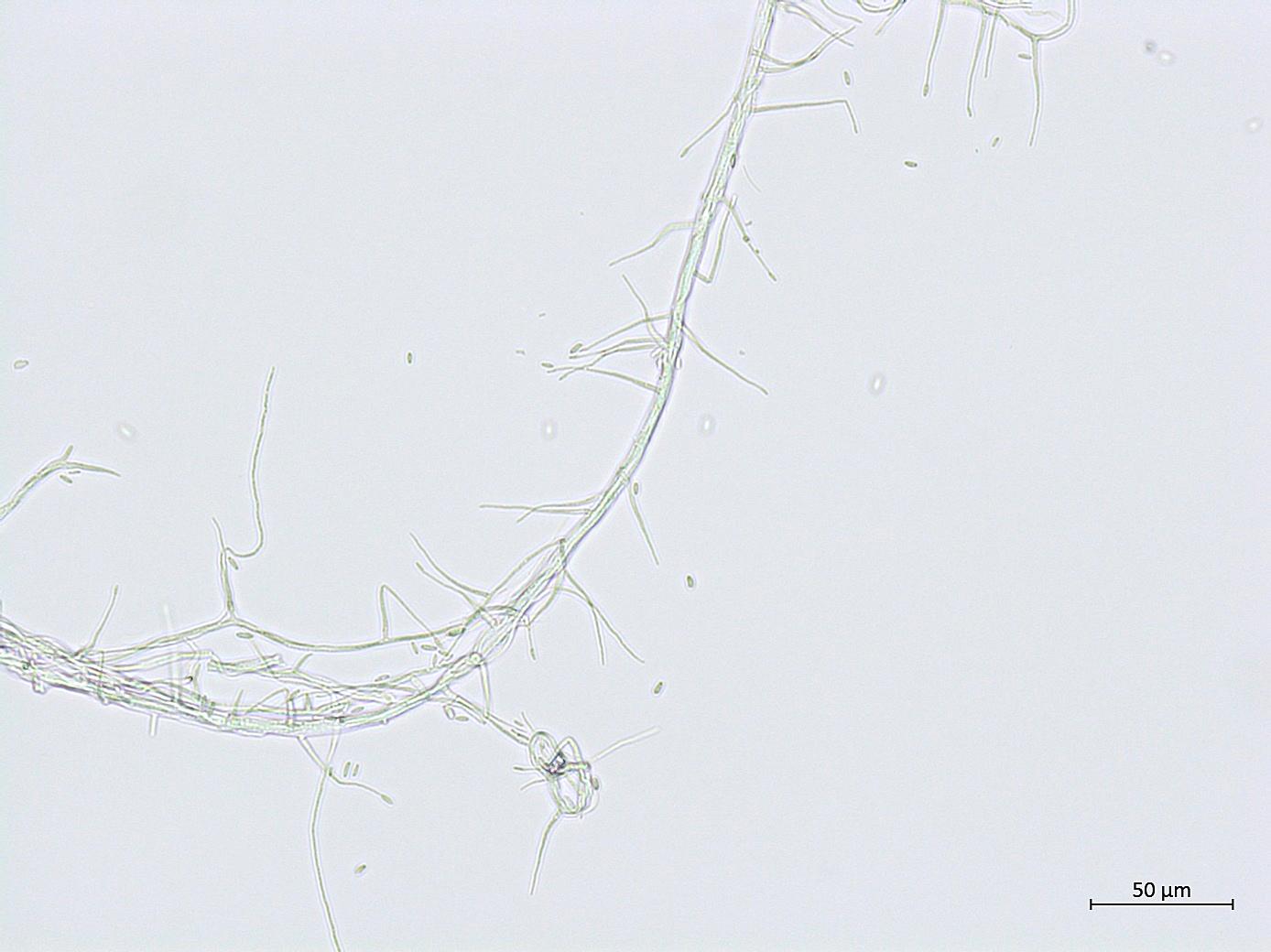 Acremonium_D55854-1_LQ