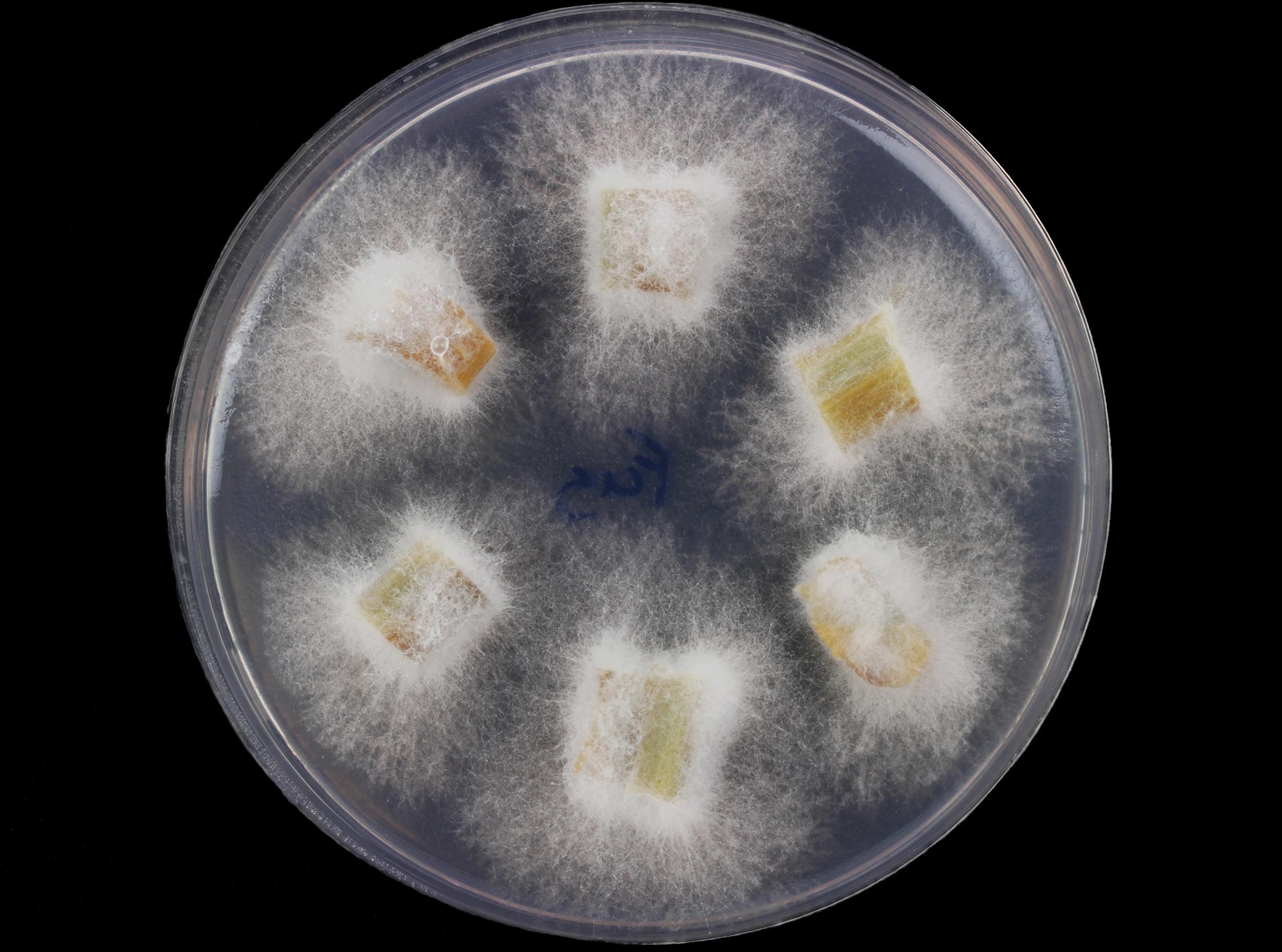 Fusarium_oxysporum_4