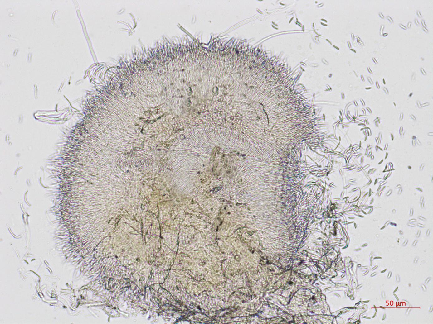 Hainesia_sp_1