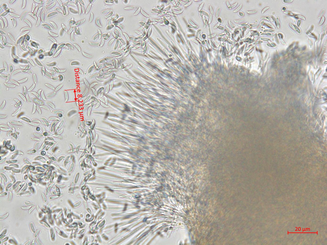 Hainesia_sp_2