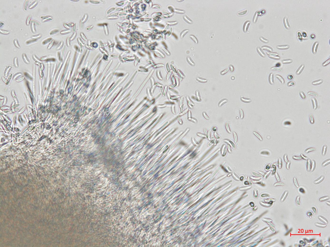 Hainesia_sp_3