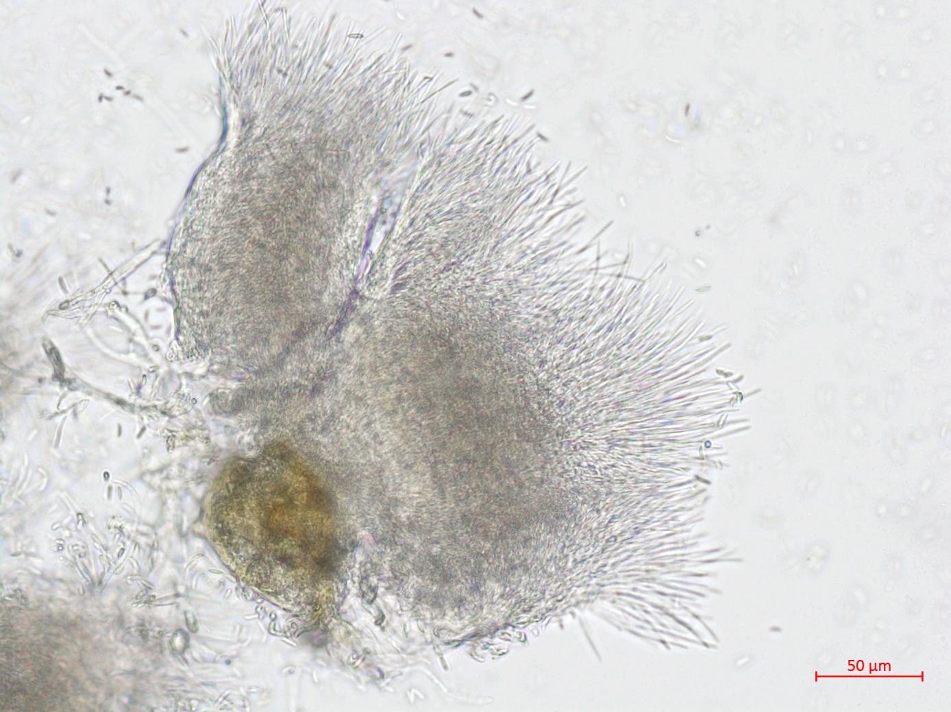 Hainesia_sp_4