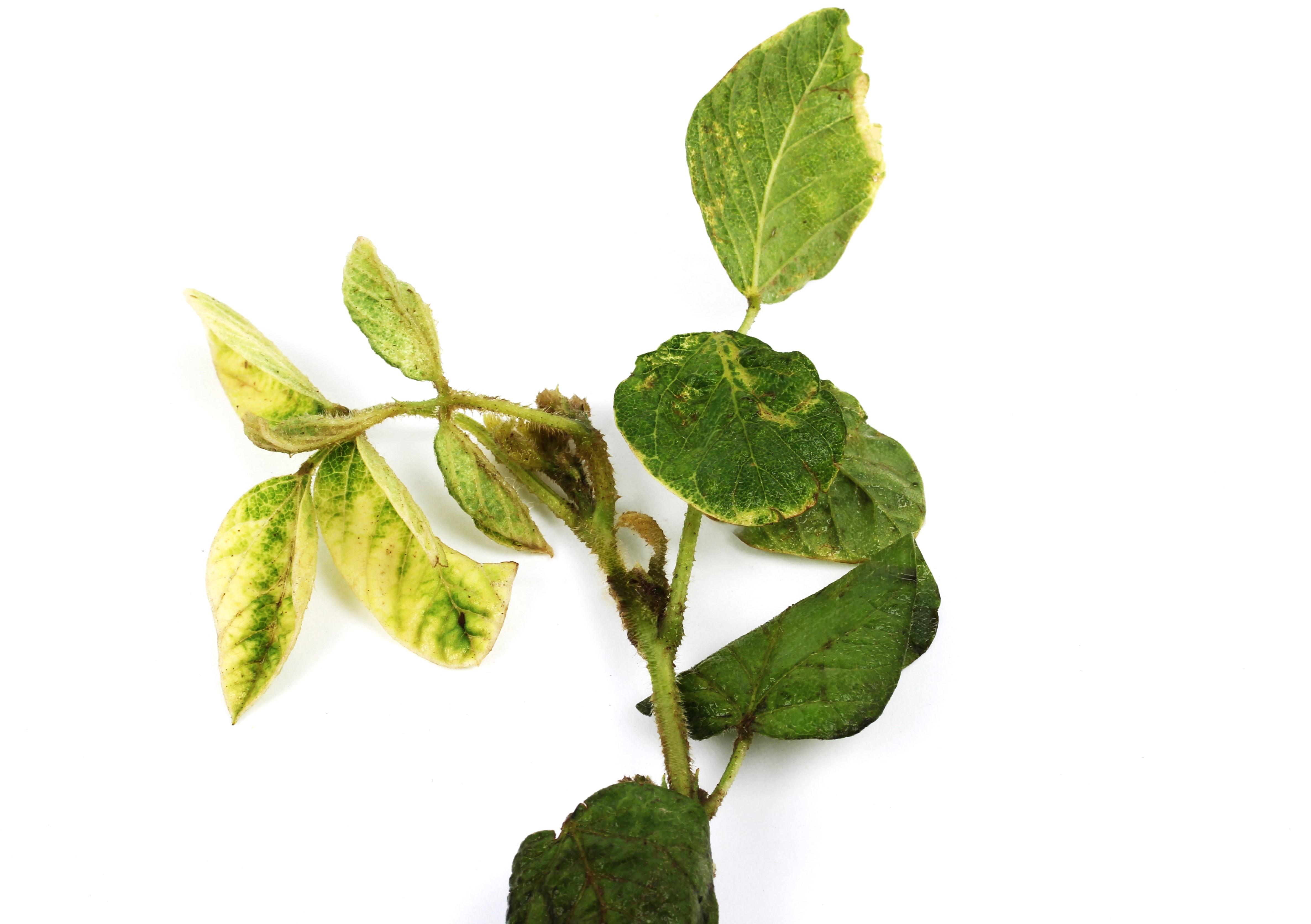 Soya - mésotrione (27)_12