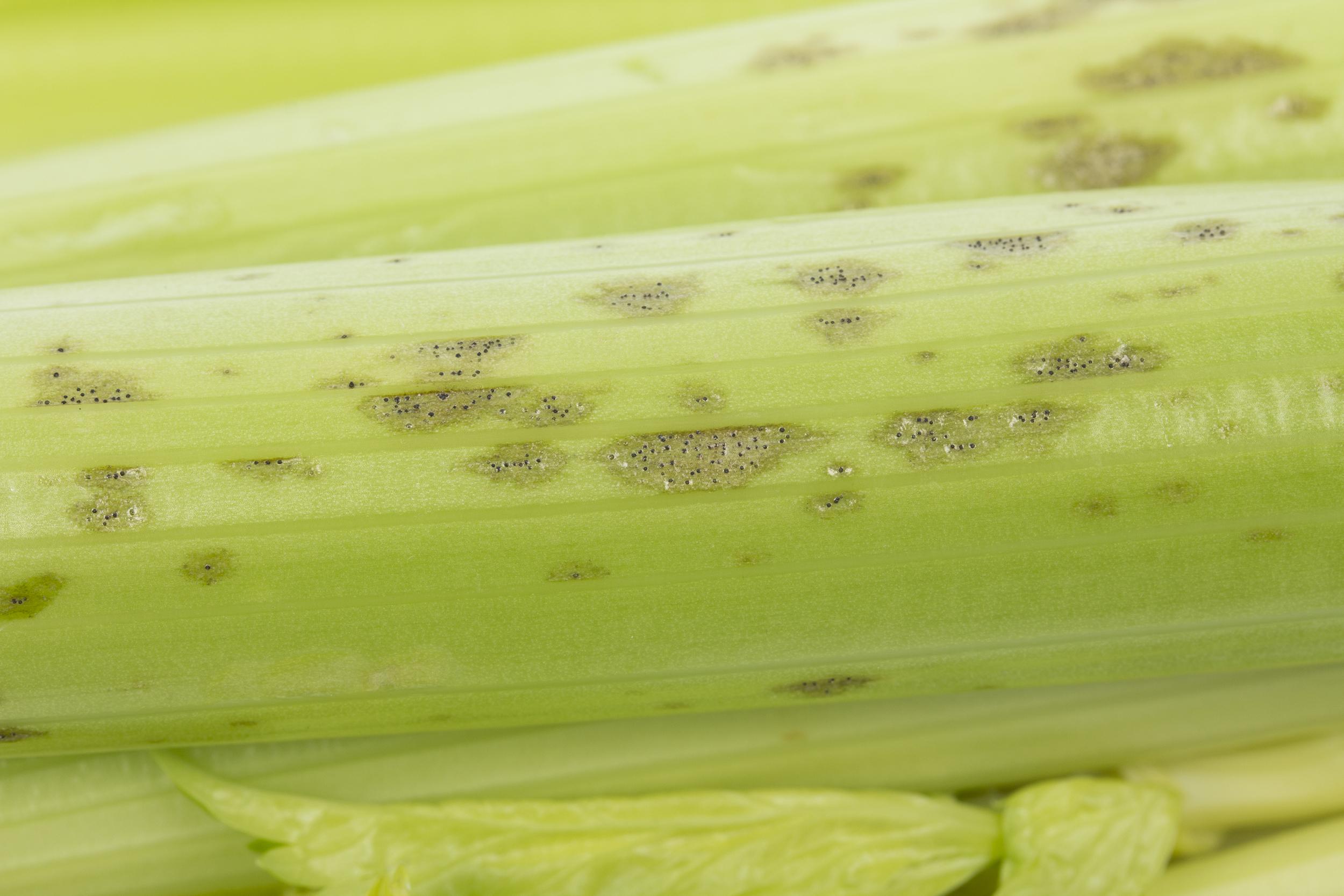 celeri_sep_41611b_lp_iriis