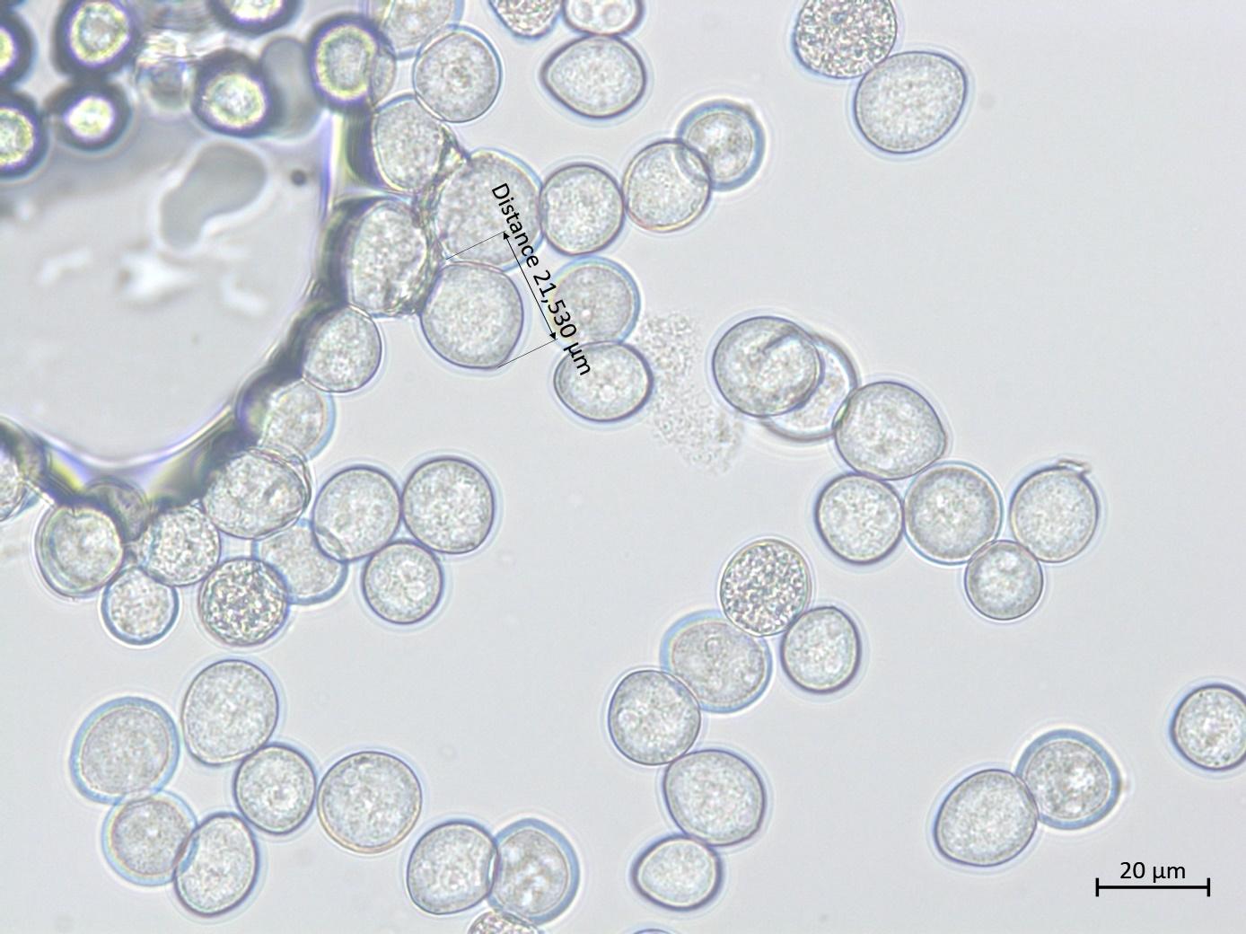 Albugo candida_2