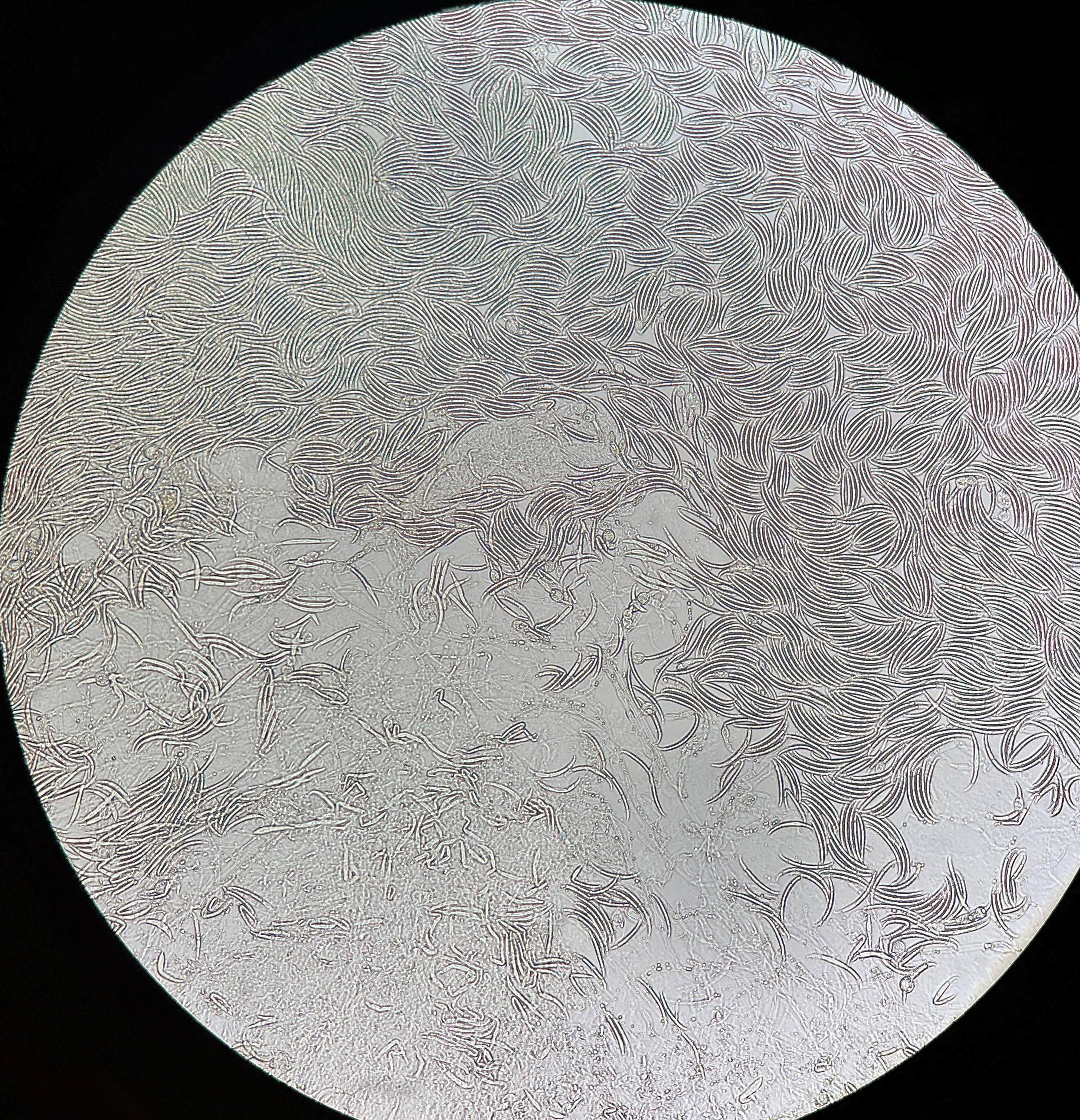fusarium virguliforme