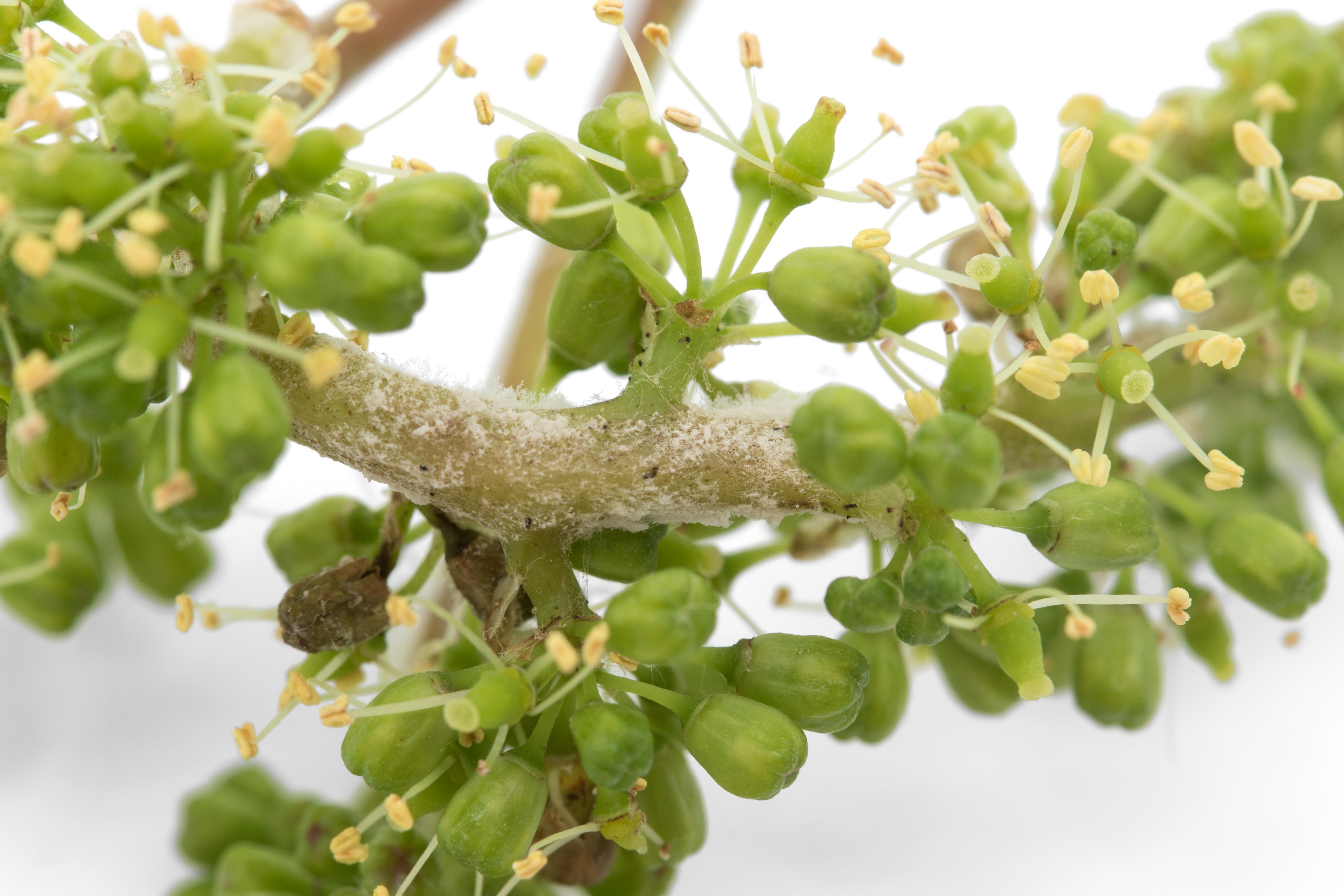 Raisin (vigne) - Mildiou (Plasmopara viticola)