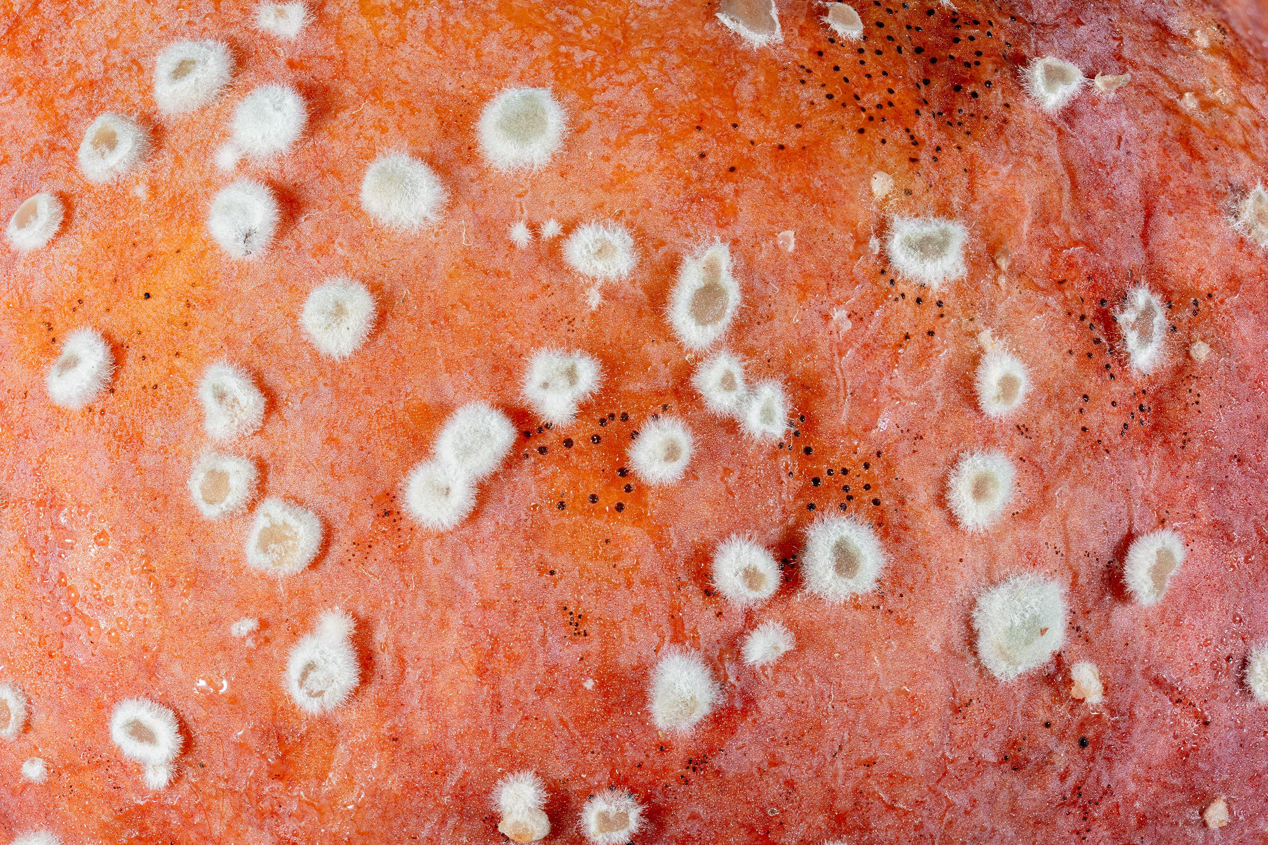 Monilinia sp.
