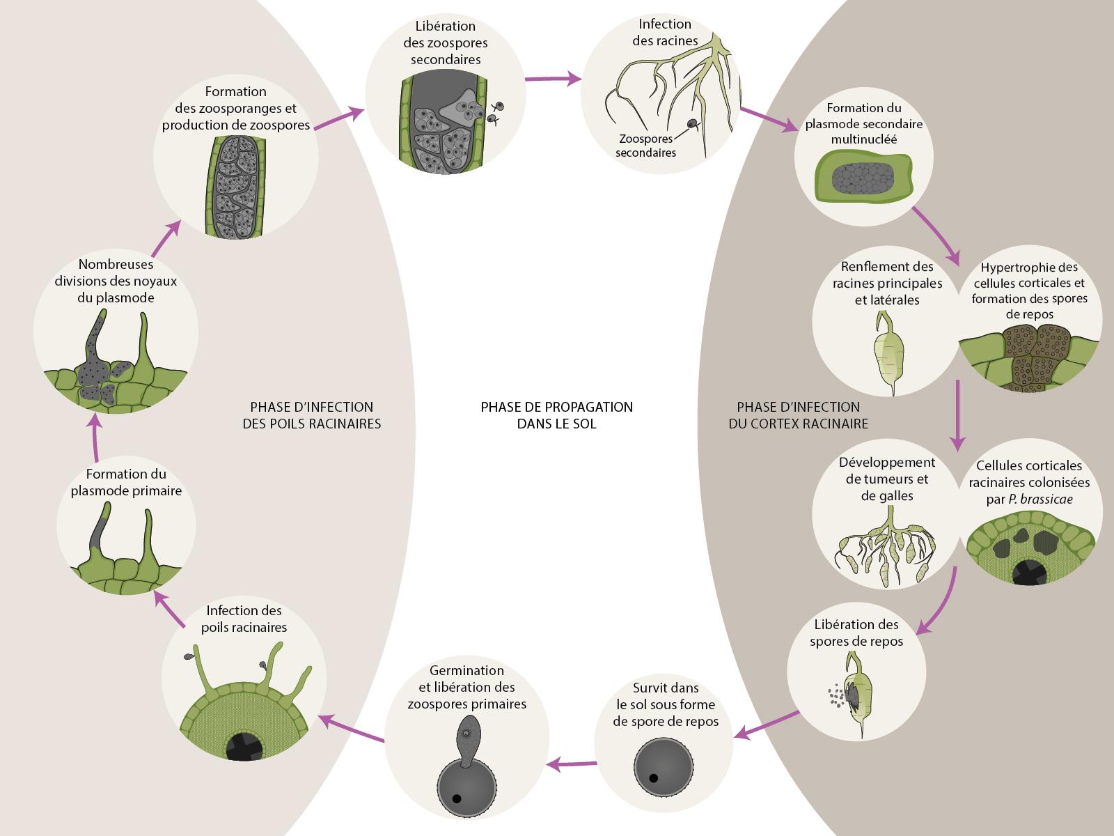 Plasmodiophora brassicae cycle maladie
