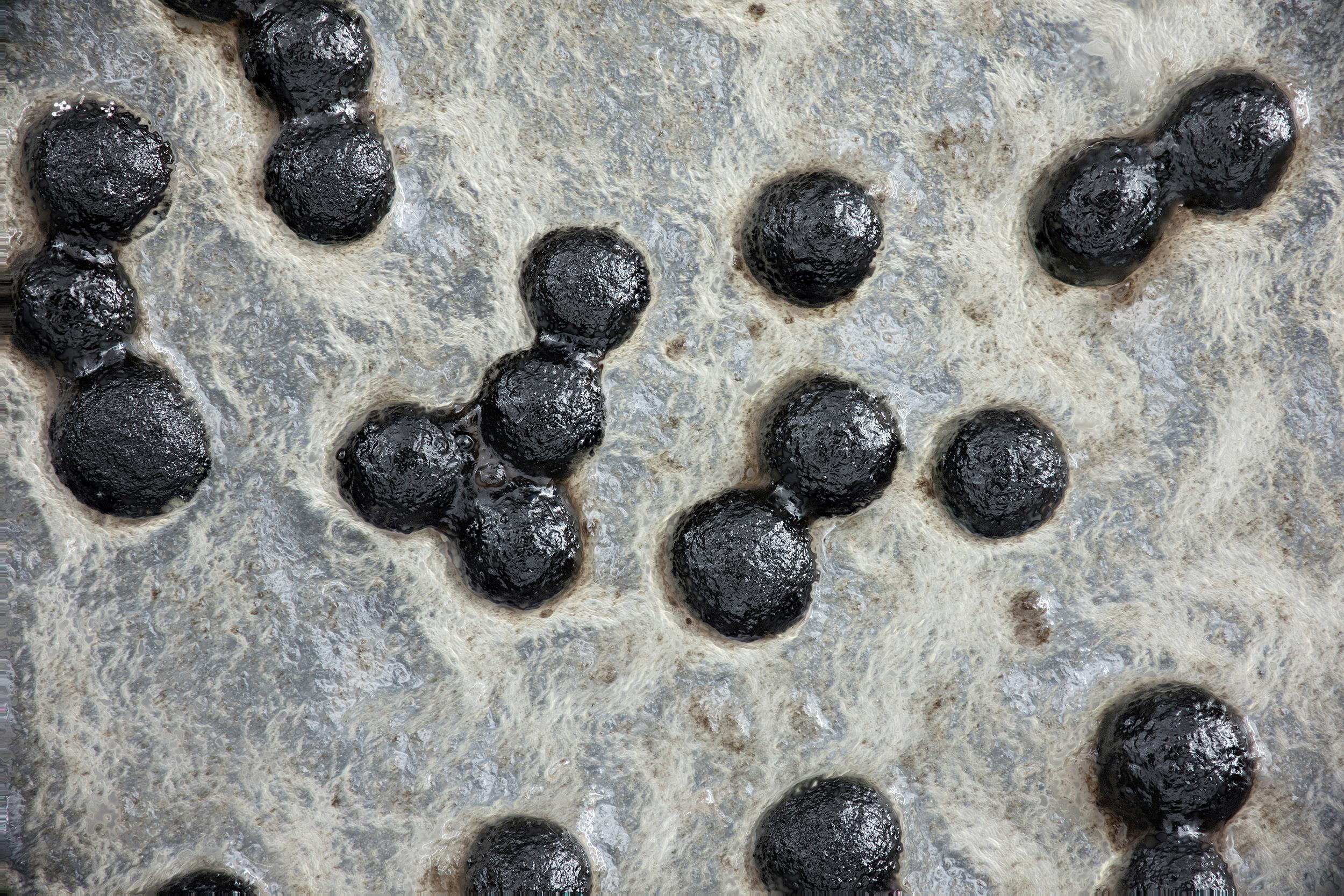 Sclerotium cepivorum