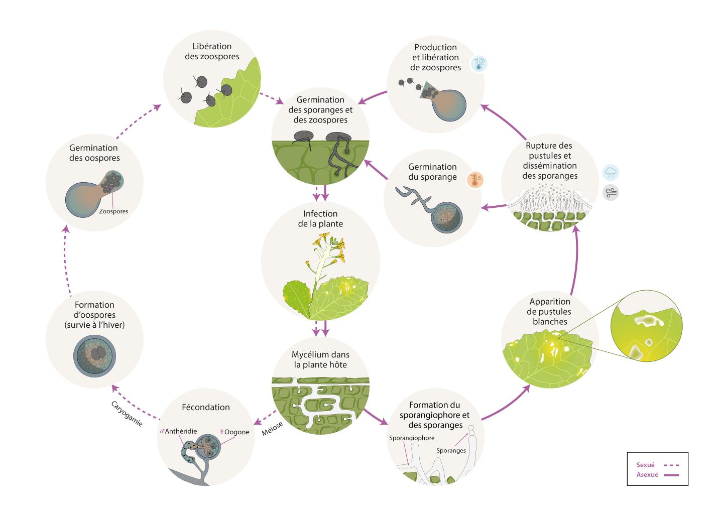 Albugo candida cycle maladie