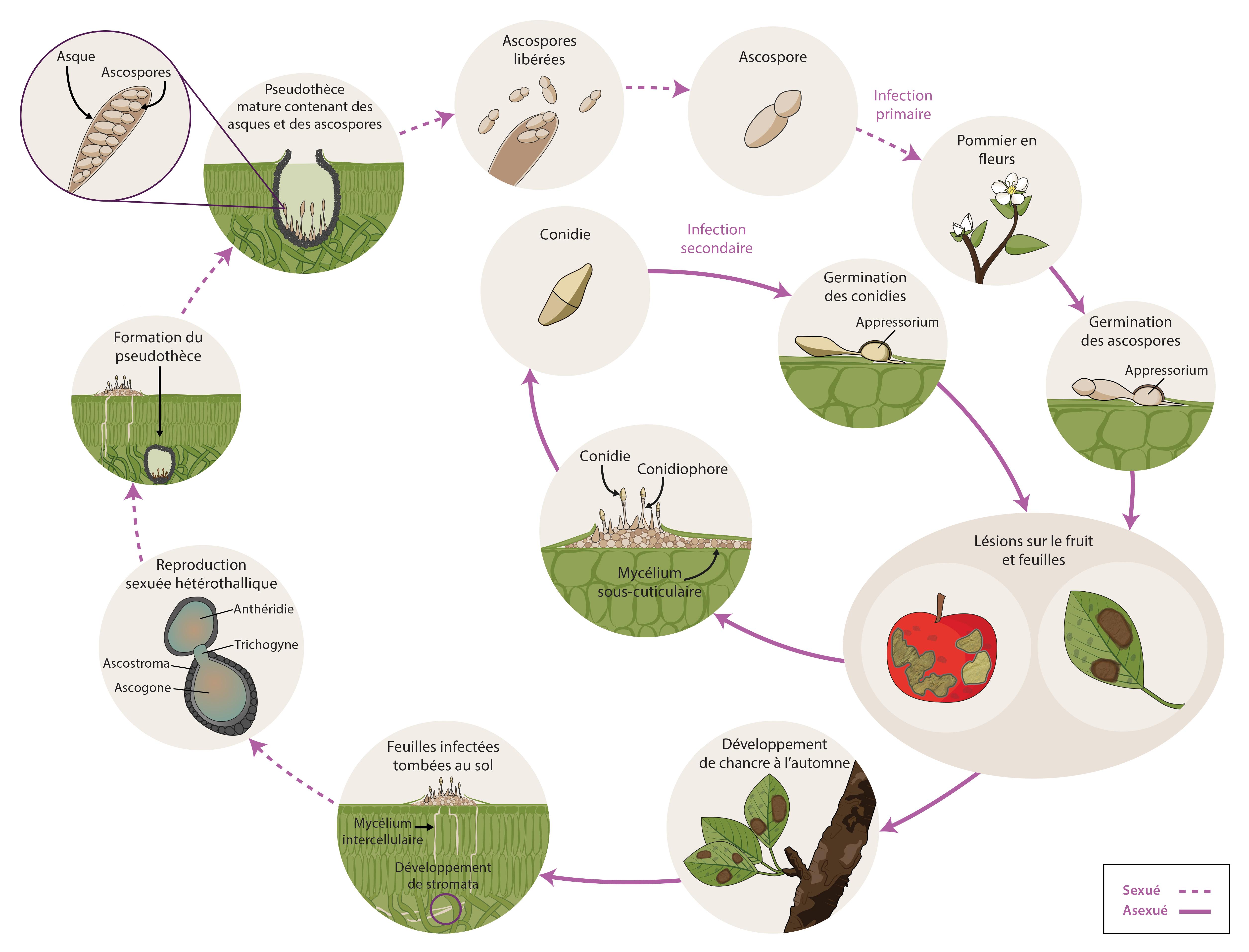 Venturia inaequalis - cycle épidémiologique