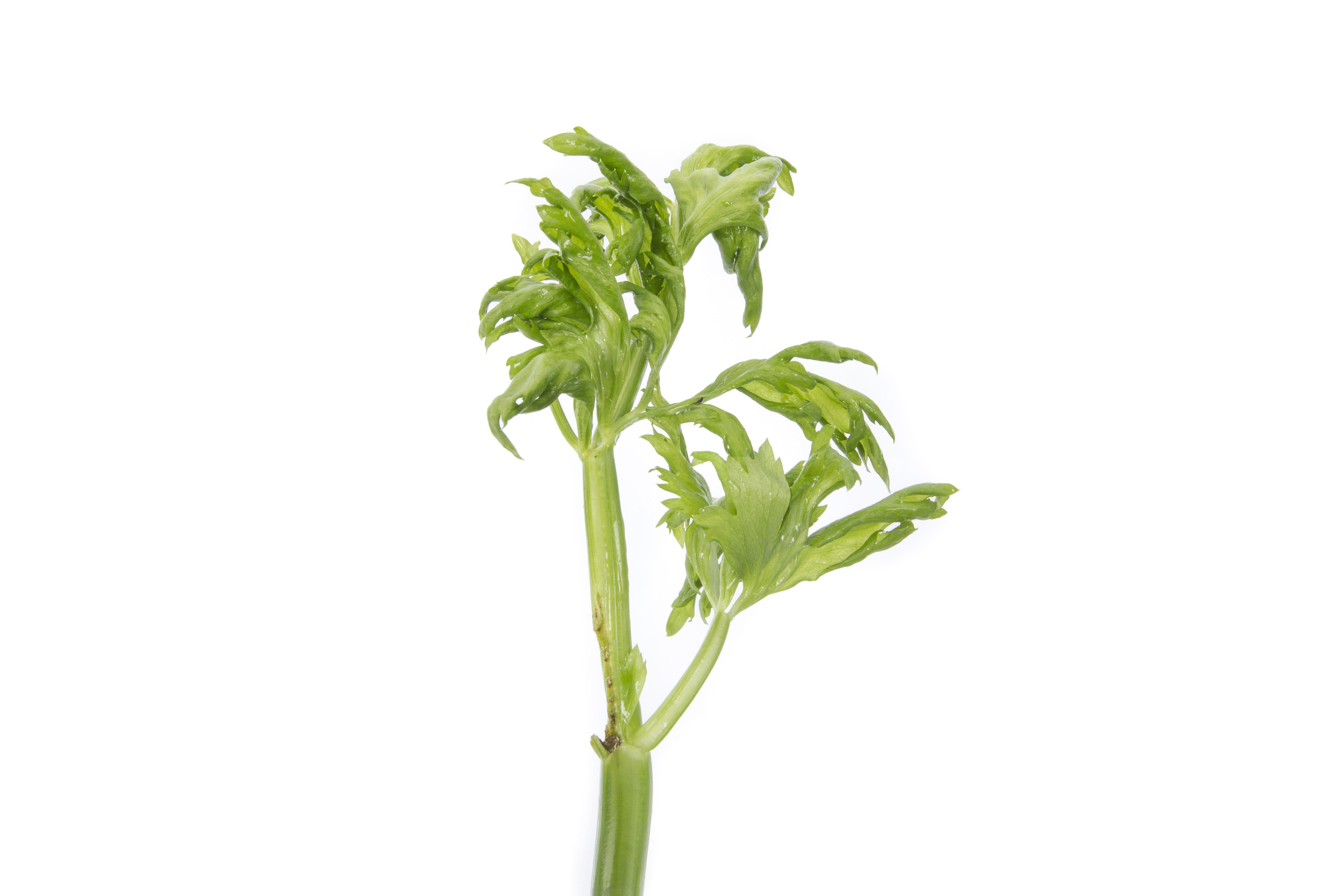 Céleri - Anthracnose (Colletotrichum acutatum)
